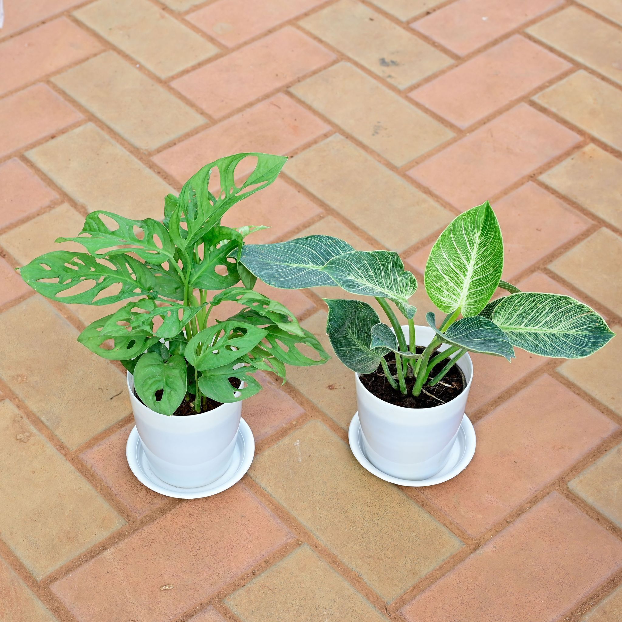 Set of 2 - Monstera Broken Heart & Philodendron Birkin in 5 Inch White Premium Sphere Plastic Pot with Tray