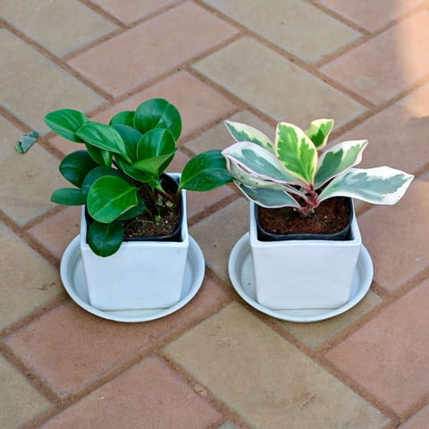 Set of 2 - Peperomia /Radiator Plant ( Variegated Pink & Obtusifolia / Baby Rubber Plant) in 5 Inch White Classy Square Ceramic Pot with Tray