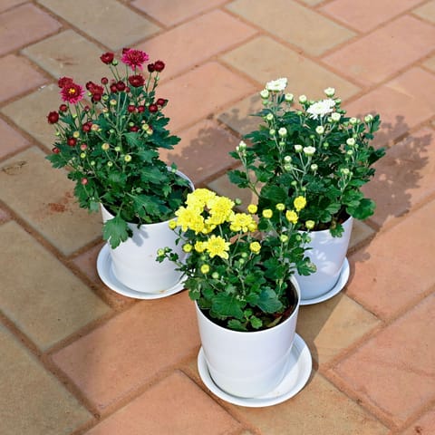 Set of 3 - Chrysanthemum / Guldawari / Guldaudi (White, Yellow & Red) in 5 Inch Live Plant White Premium Sphere Plastic Pot with Tray
