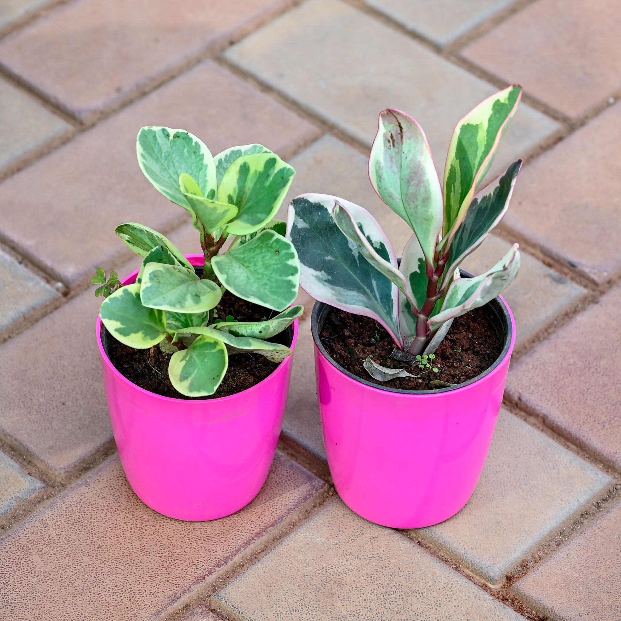 Set of 2 - Peperomia (Teardrop & Jelly) in 5 Inch Premium Sphere Plastic Pot (any colour)
