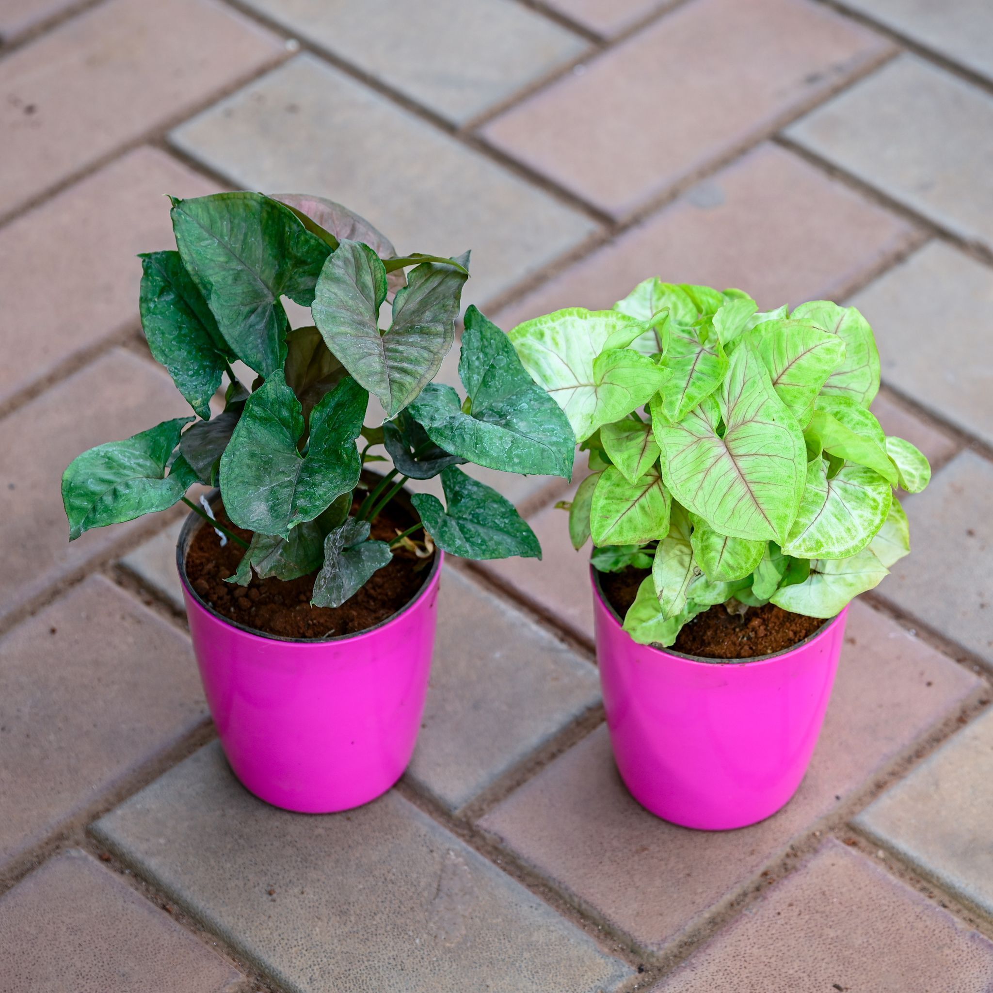 Set of 2 - Syngonium (Black & Green) in 5 Inch Premium Sphere Plastic Pot (any colour)