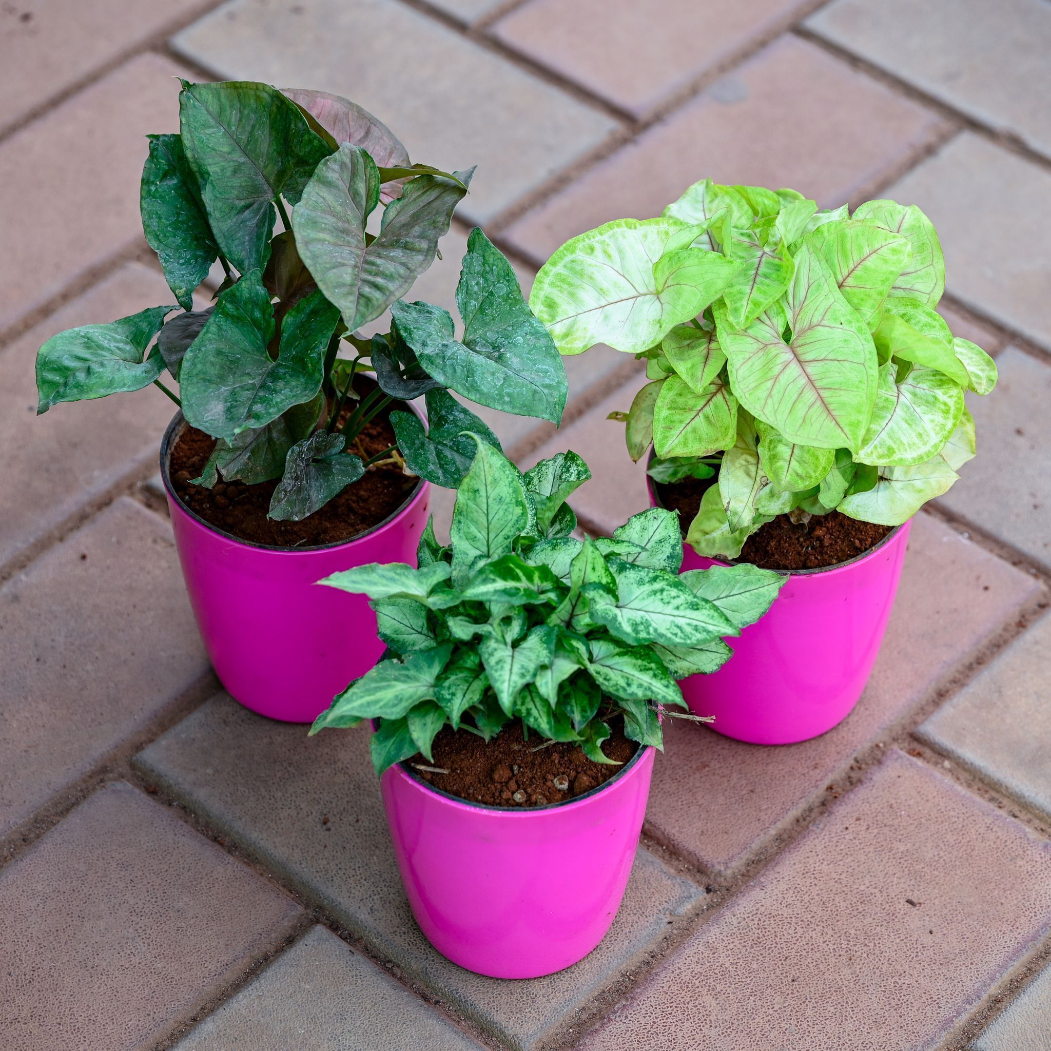 Set of 3 - Syngonium (Black, Pixie Green & Green) in 5 Inch Premium Sphere Plastic Pot (any colour)