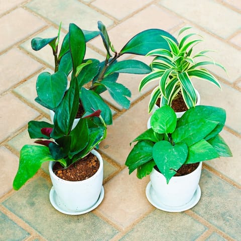 Set of 4 - Money Plant Green, Money plant black, Song of India & Peperomia Black in 4 Inch Classy White Cup Ceramic Pot with Tray
