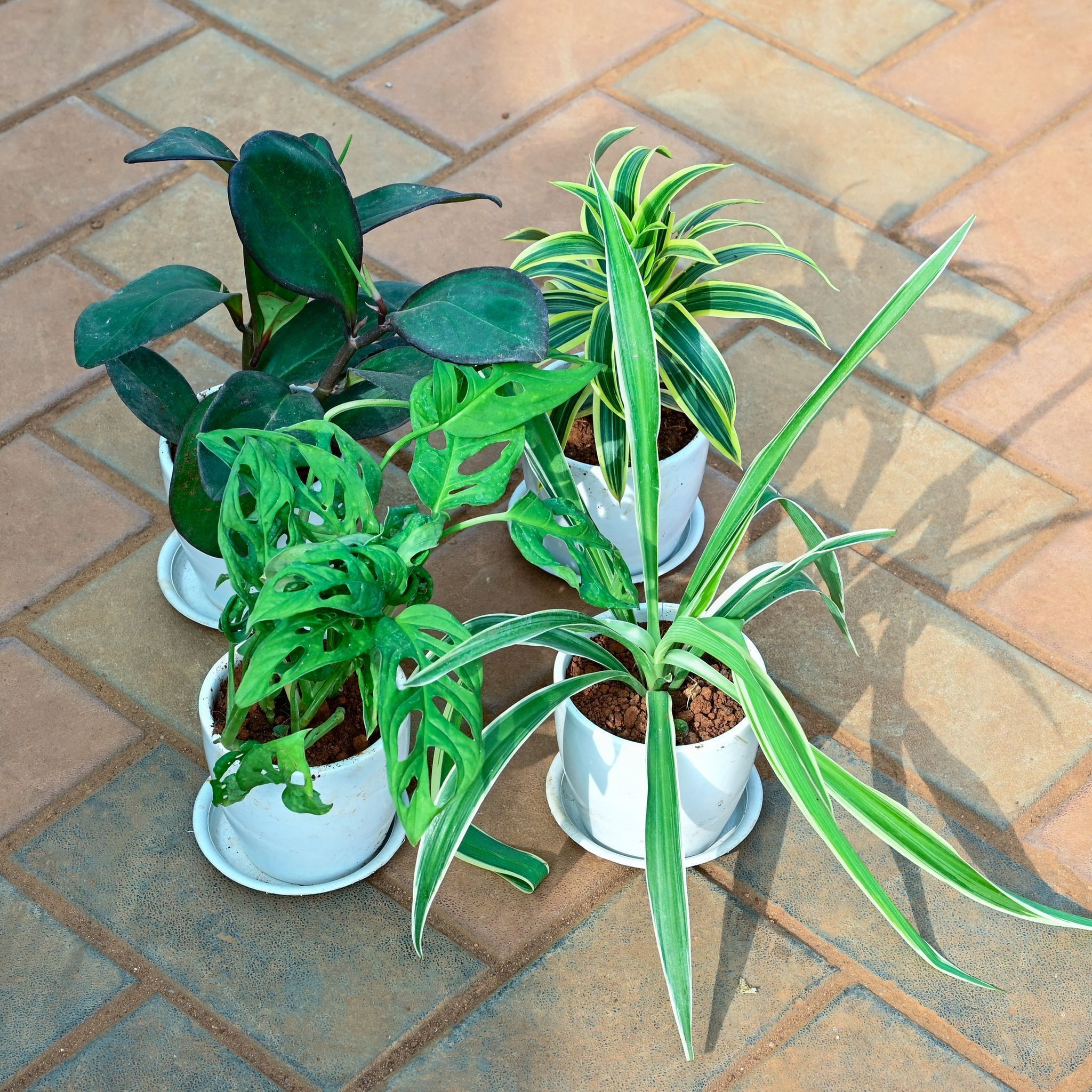 Set of 4 -Spider Plant, Monstera Broken Heart, Song of India & Peperomia Black in 4 Inch Classy White Cup Ceramic Pot with Tray