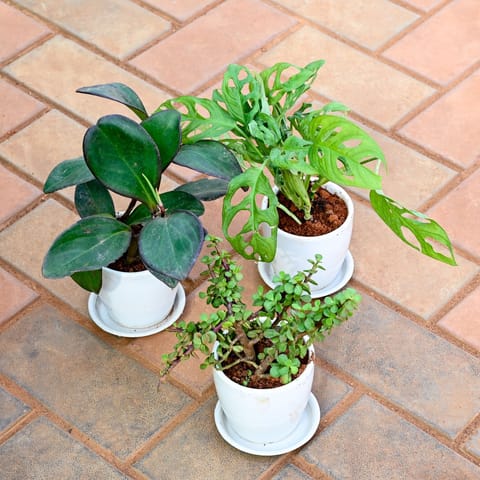 Set of 3 - Jade, Monstera Broken Heart & Peperomia / Radiator Plant Black in 4 Inch Live Fresh Plant Classy White Cup Ceramic Pot with Tray in Dlf Phase 2