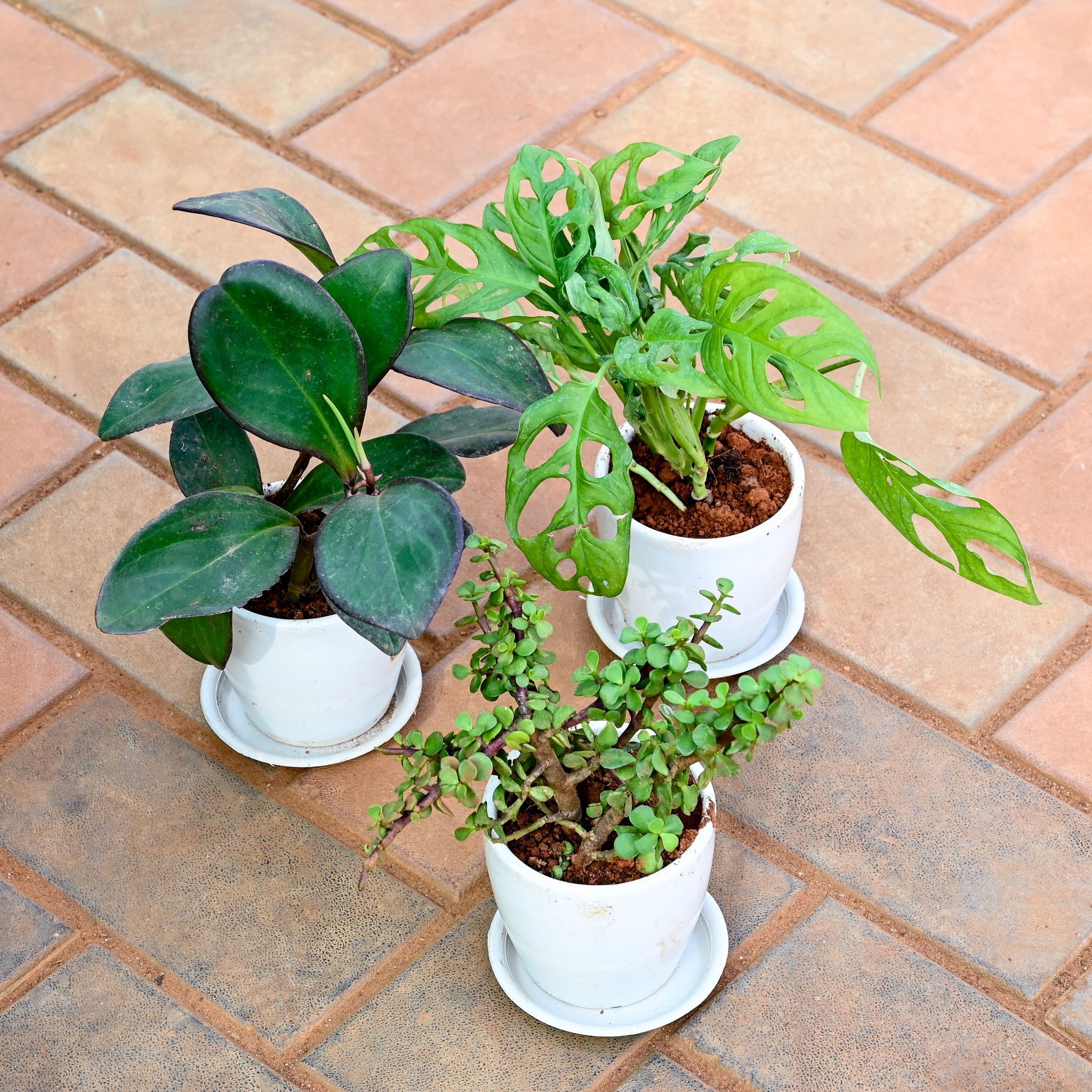Set of 3 - Jade, Monstera Broken Heart & Peperomia / Radiator Plant Black in 4 Inch Classy White Cup Ceramic Pot with Tray