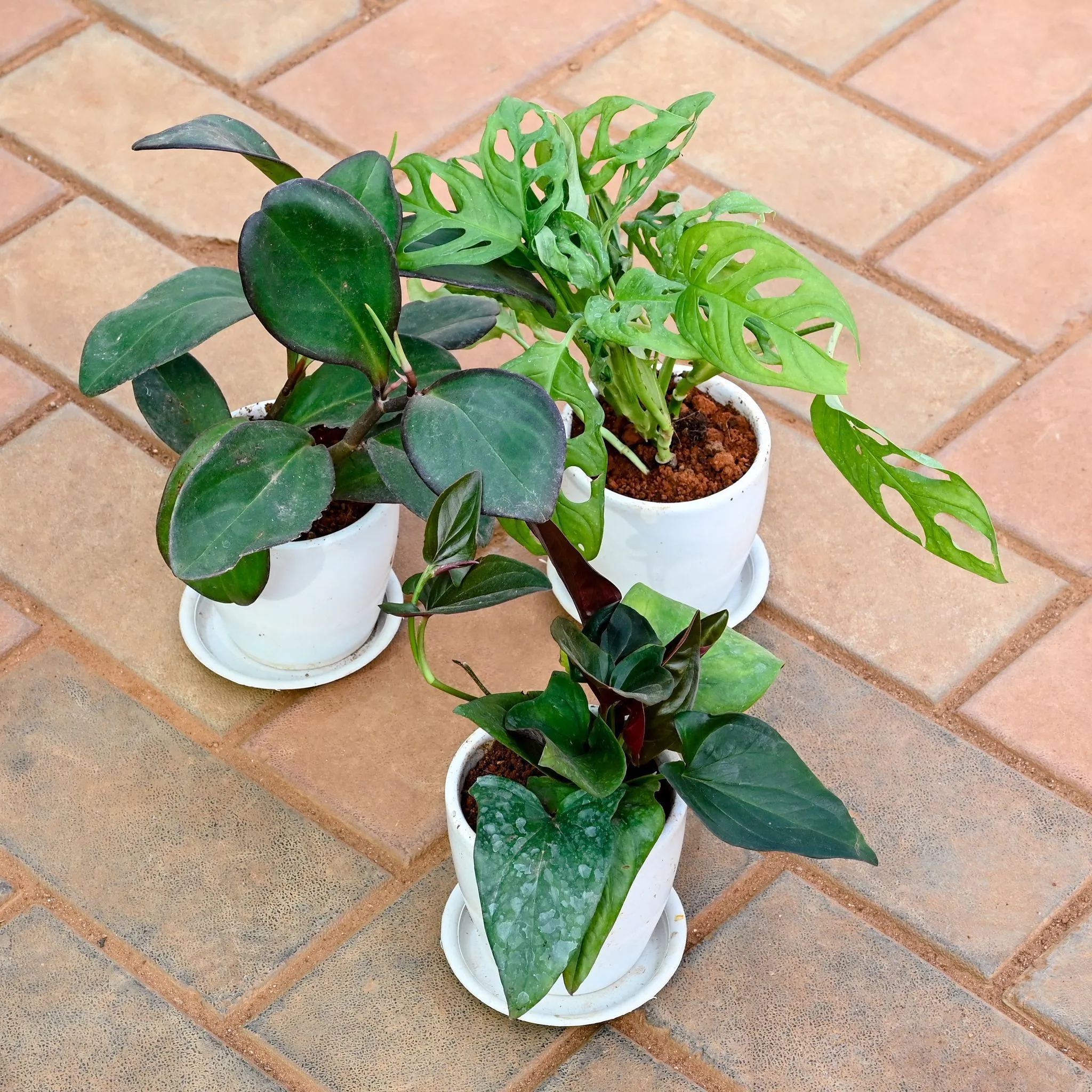 Set of 3 - Money Plant Black, Monstera Broken Heart & Peperomia / Radiator Plant Black in 4 Inch Classy White Cup Ceramic Pot with Tray