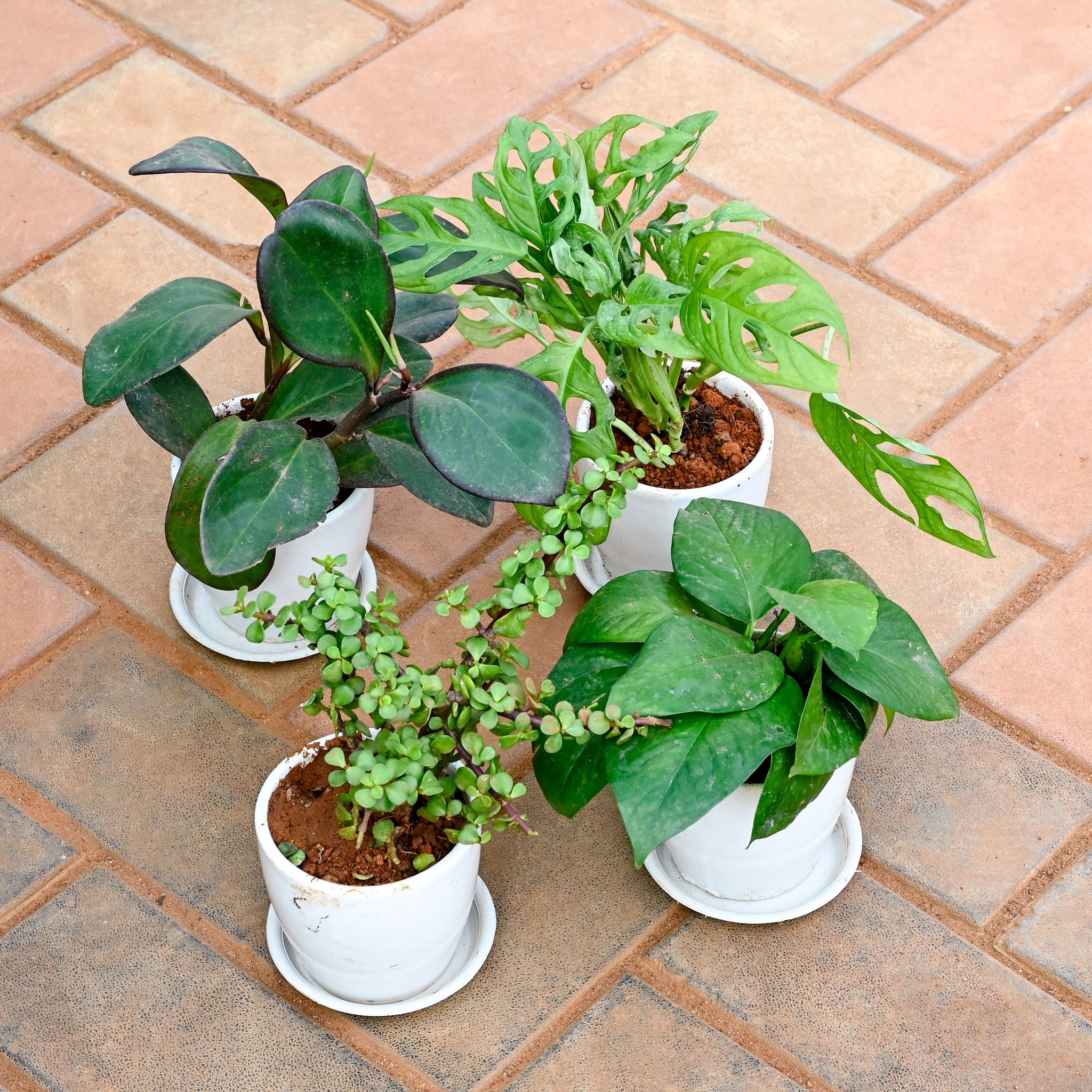 Set of 4 - Money Plant Green, Jade, Monstera Broken Heart & Peperomia / Radiator Plant Black in 4 Inch Classy White Cup Ceramic Pot with Tray