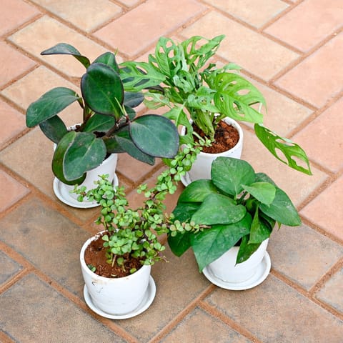 Set of 4 - Money Plant Green, Jade, Monstera Broken Heart & Peperomia / Radiator Plant Black in 4 Inch Classy White Cup Ceramic Pot with Tray