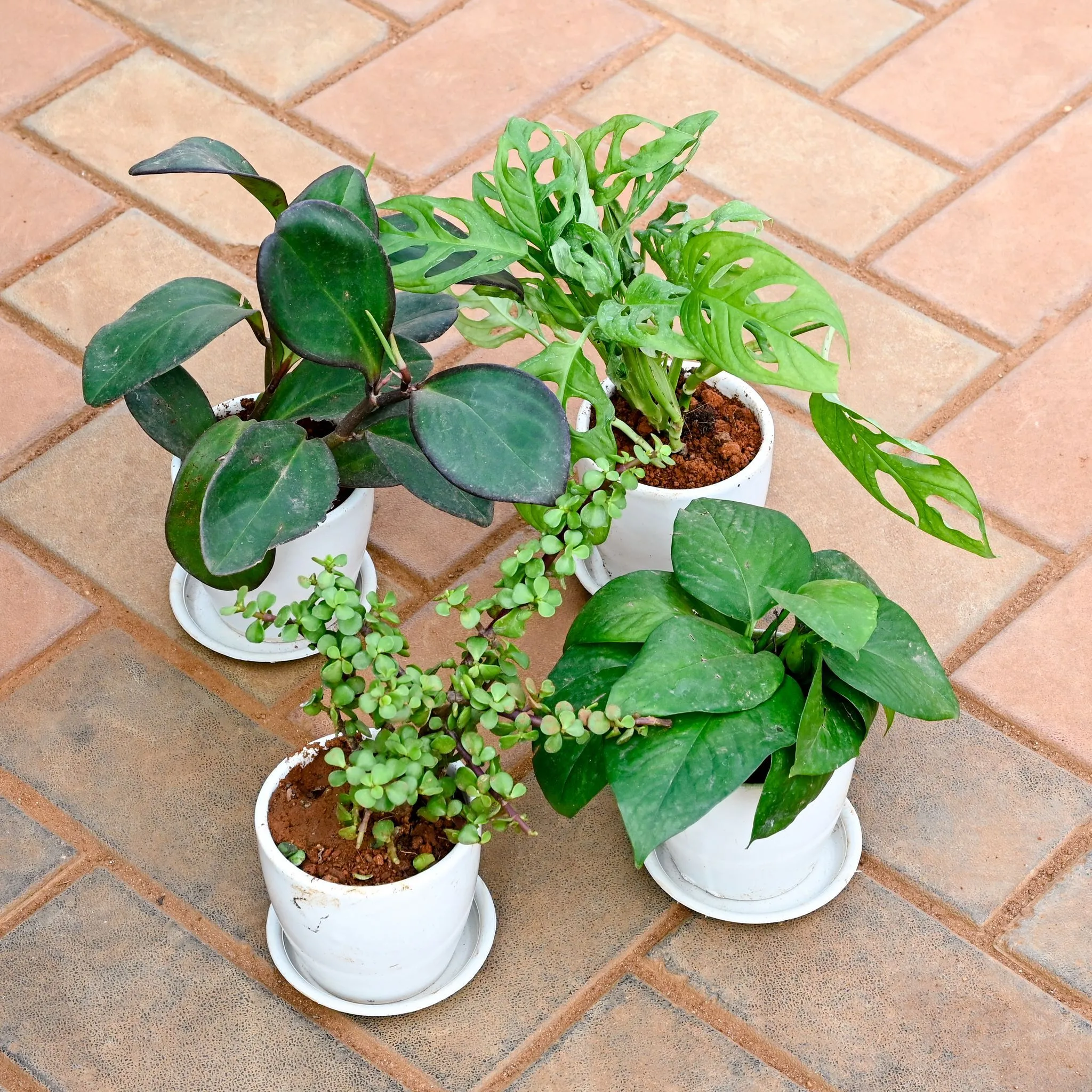 Set of 4 - Money Plant Green, Jade, Monstera Broken Heart & Peperomia / Radiator Plant Black in 4 Inch Classy White Cup Ceramic Pot with Tray