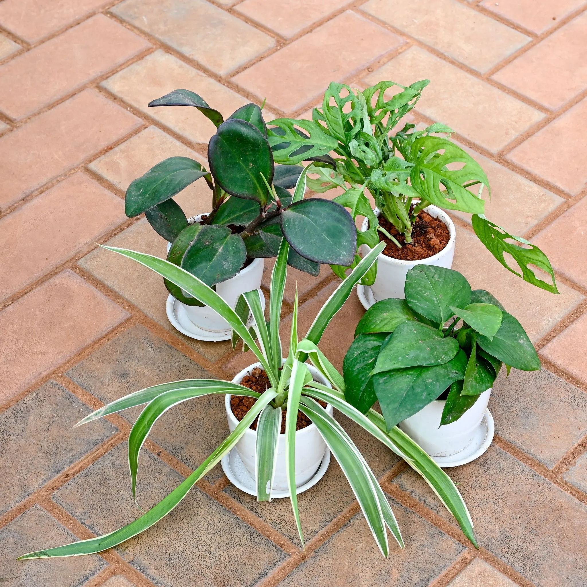 Set of 4 - Money Plant Green, Spider, Monstera Broken Heart & Peperomia / Radiator Plant Black in 4 Inch Classy White Cup Ceramic Pot with Tray