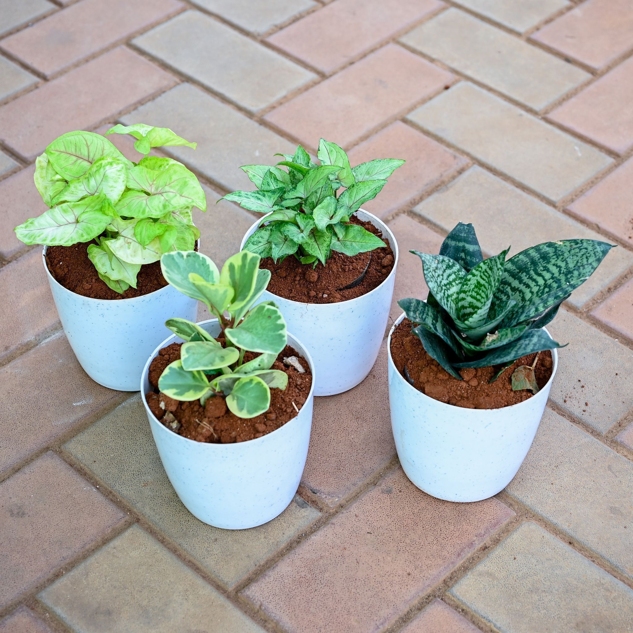 Set of 4 - Snake Green Dwarf, Peperomia Teardrop, Syngonium Golden & Pixie Green in 5 Inch Premium Sphere Plastic Pot (any colour)