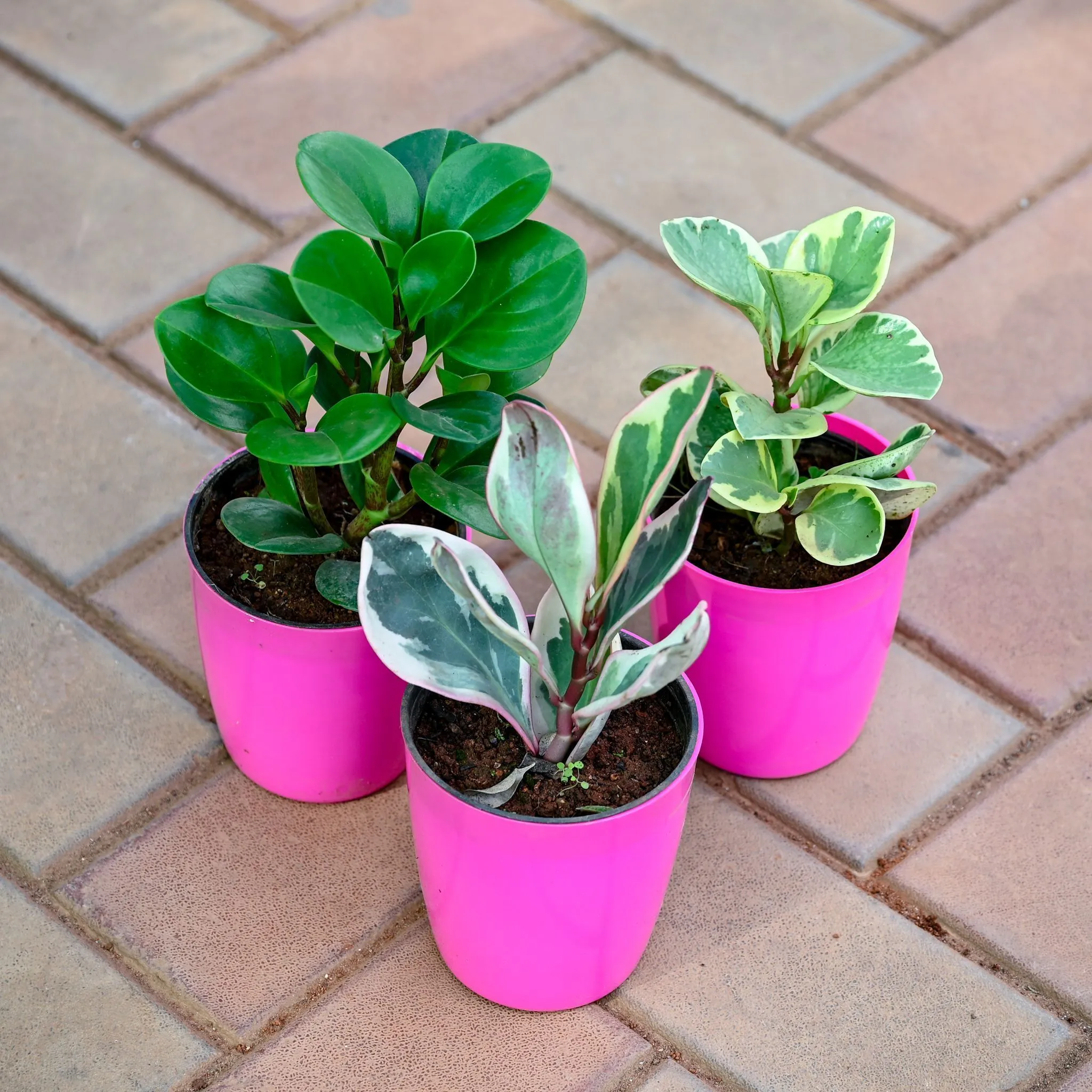 Set of 3 - Peperomia (Jelly, Obtusifolia & Teardrop) in 5 Inch Premium Sphere Plastic Pot (any colour)