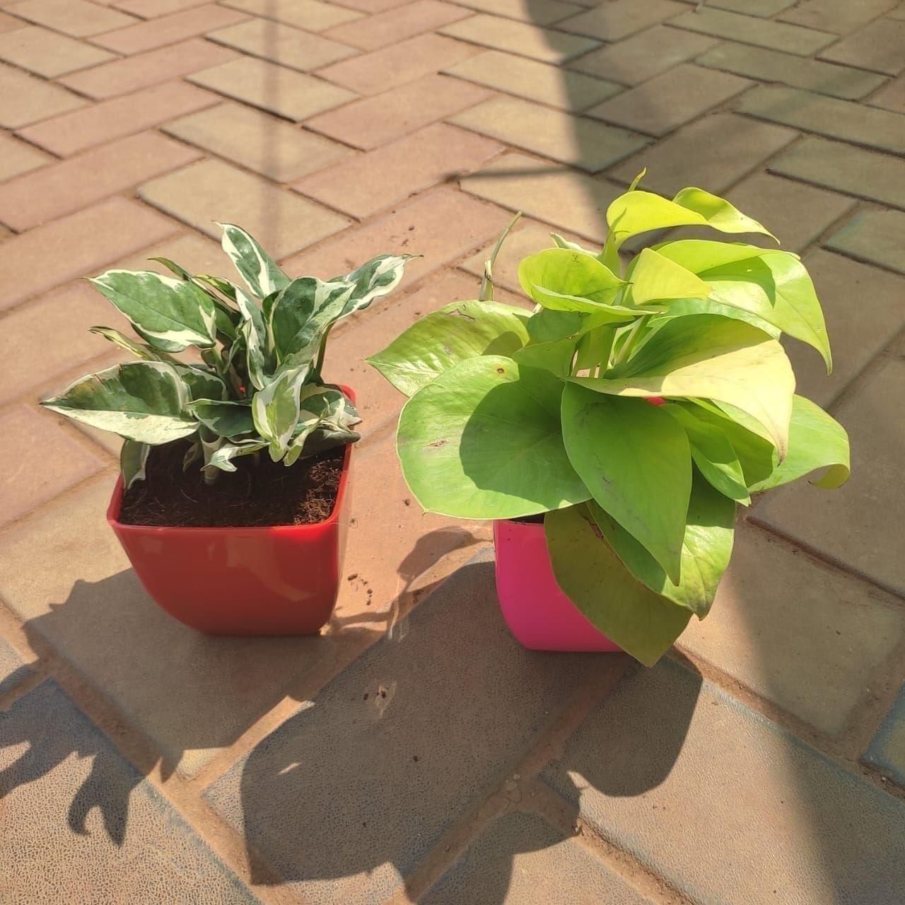 Set of 2 - Money Plant (Golden & N' joy) in 5 Inch Classy Square Plastic Pot (any colour)