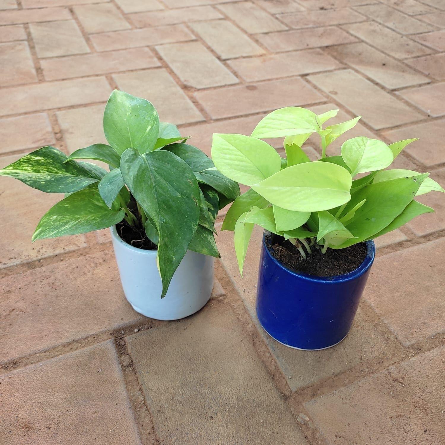 Set of 2 - Money Plant (Golden & Green) in 4 Inch Classy Cup Ceramic Pot (any colour)