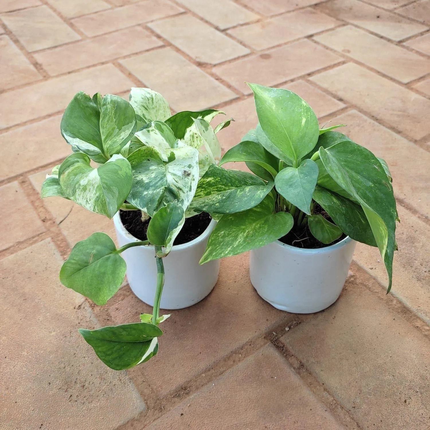 Set of 2 - Money Plant (White Green & Marble) in 4 Inch Classy Cup Ceramic Pot (any colour)