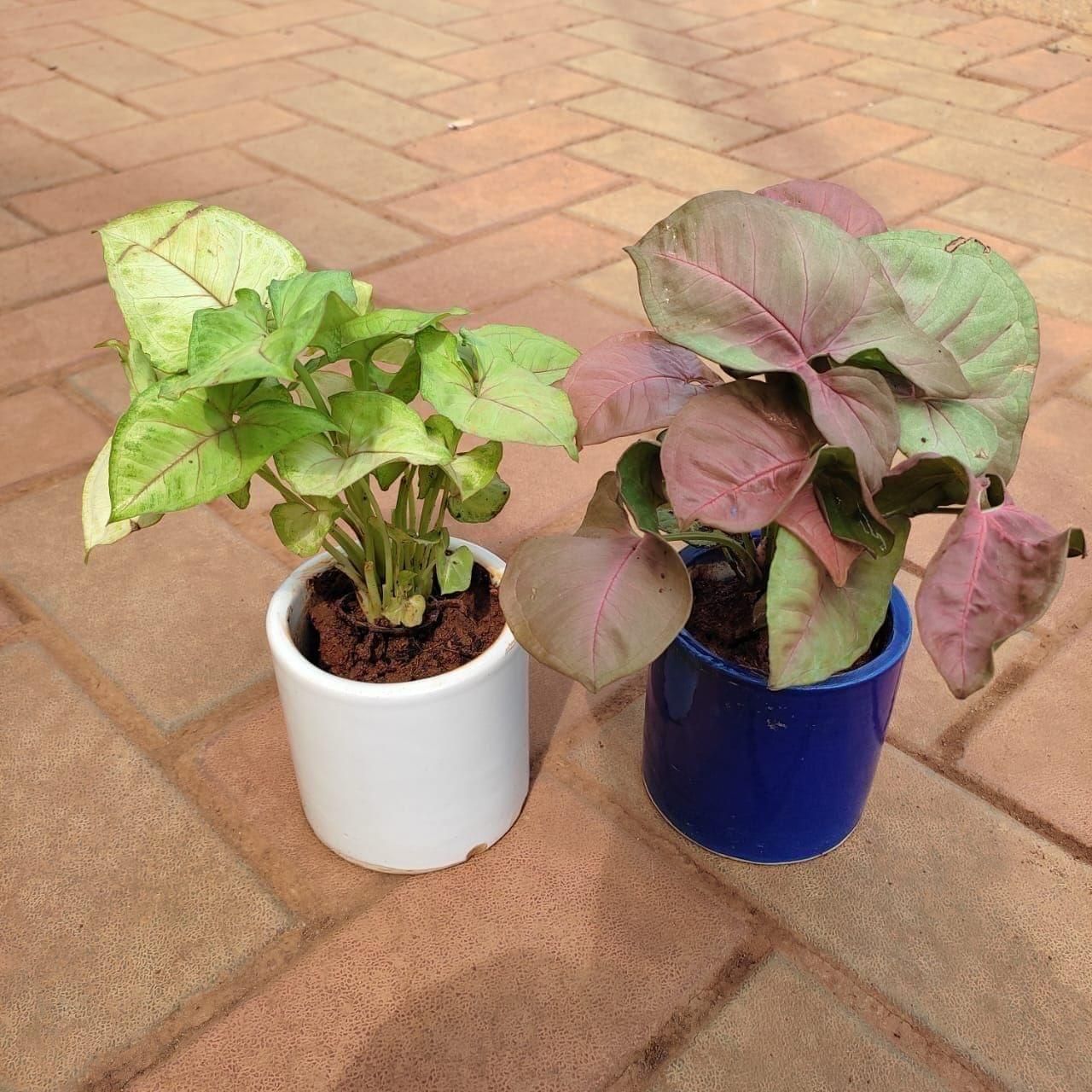 Set of 2 - Syngoniums Large leaves (Pink & Green) in 4 Inch Classy Cup Ceramic Pot (any colour)