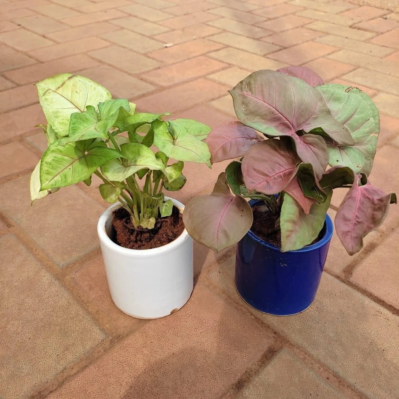Set of 2 - Syngoniums Large leaves (Pink & Green) in 4 Inch Classy Cup Ceramic Pot (any colour)