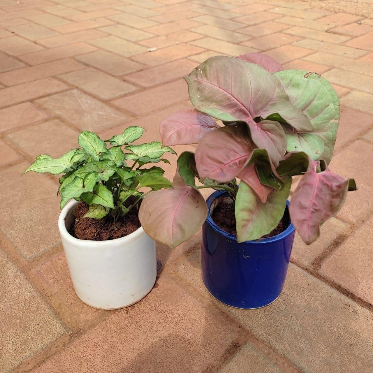 Set of 2 - Syngoniums (Pink Large Leaves & Green Small Leaves) in 4 Inch Classy Cup Ceramic Pot (any colour)