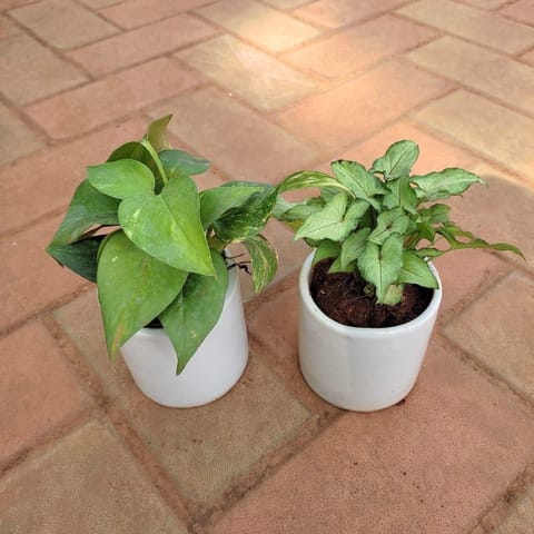 Set of 2 - Syngonium Green Small Leaves & Money Plant Green in 4 Inch Live Fresh Plant Classy Cup Ceramic Pot (any colour) in Raj Nagar Extension