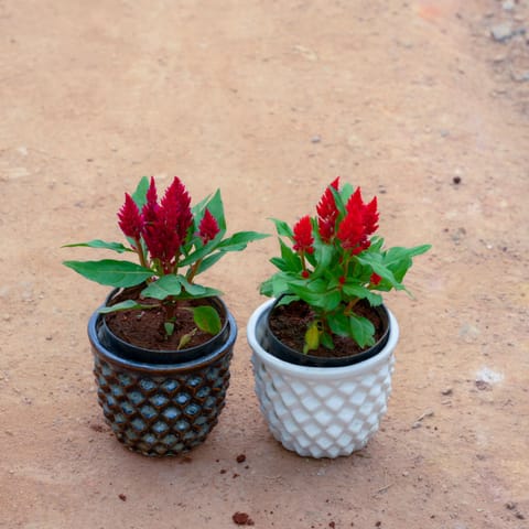 Set of 2 - Celosia / Cockscomb (Any Colour) in 4 Inch Pineapple Designer Ceramic Pot (Any Colour)