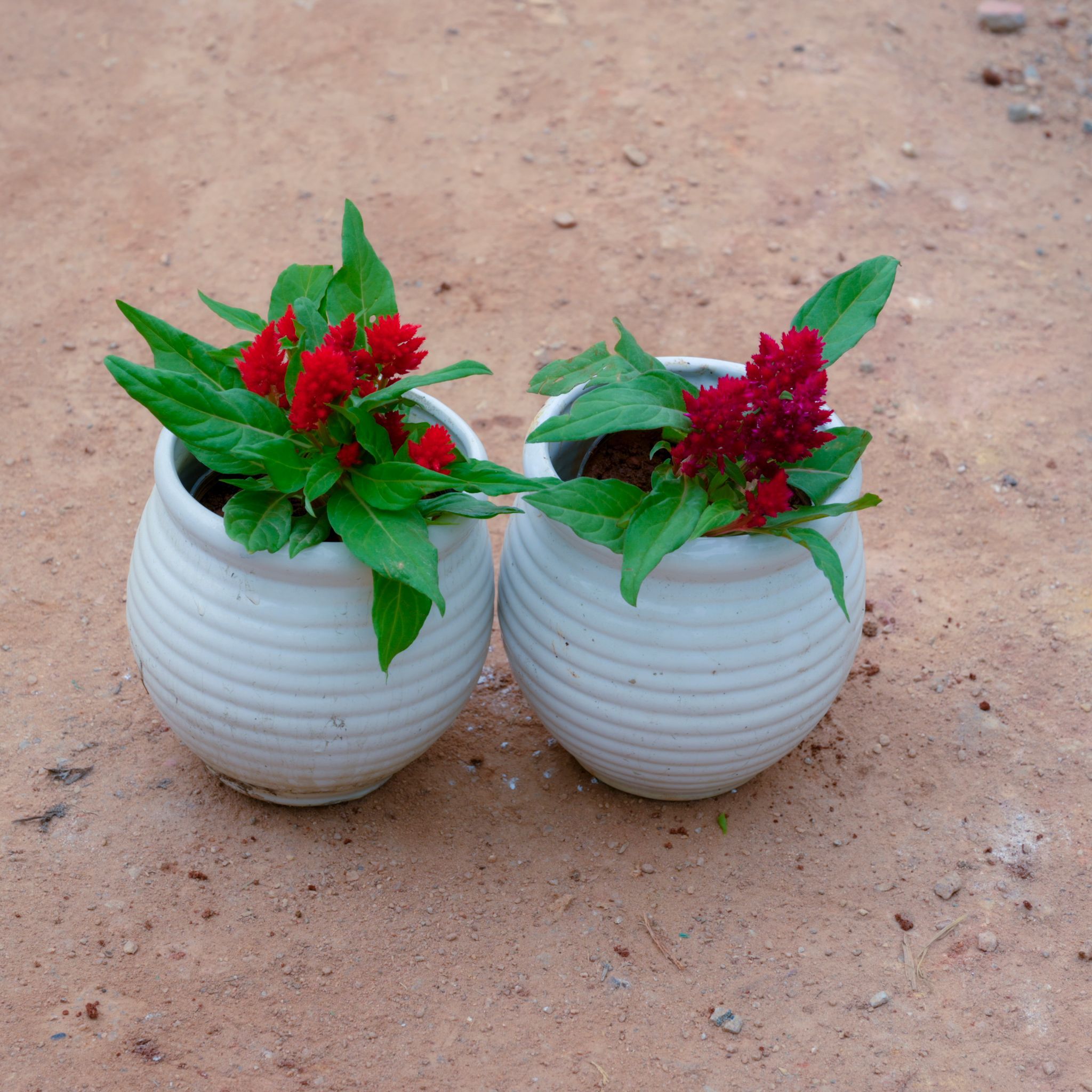 Set Of 2 - Celosia / Cockscomb (Any Colour) in 4 Inch White Handi Vase Designer Ceramic Pot (Any Design)
