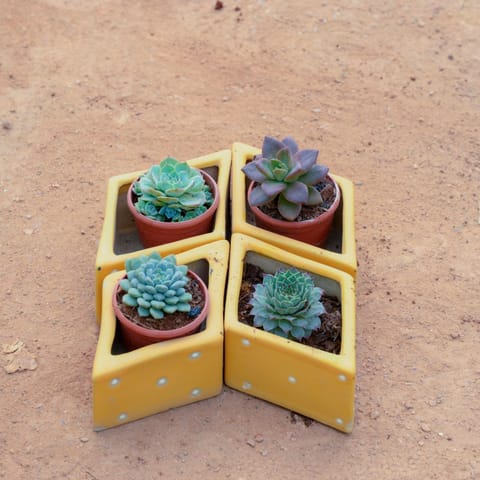 Set Of 4 - Lakshmi Kamal, Echevaria Elegans, Pachyveria Glauca & Sedeveria Succulent in 4 Inch Kite Designer Ceramic Pot (Any Design)