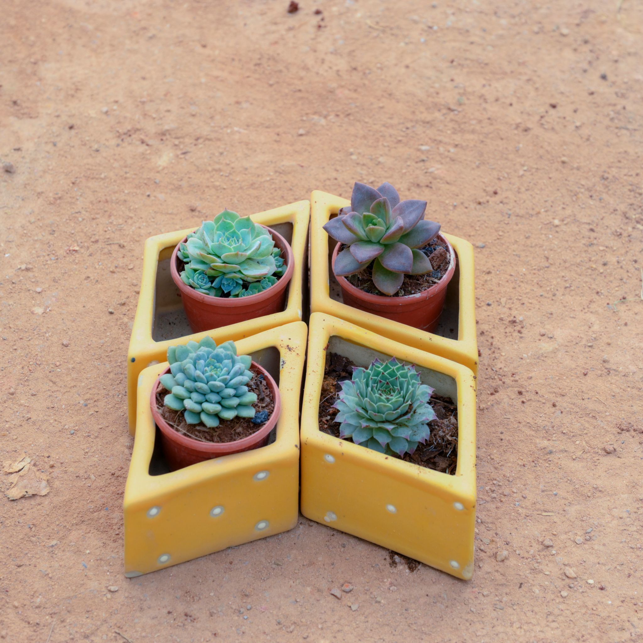 Set Of 4 - Lakshmi Kamal, Echevaria Elegans, Pachyveria Glauca & Sedeveria Succulent in 4 Inch Kite Designer Ceramic Pot (Any Design)