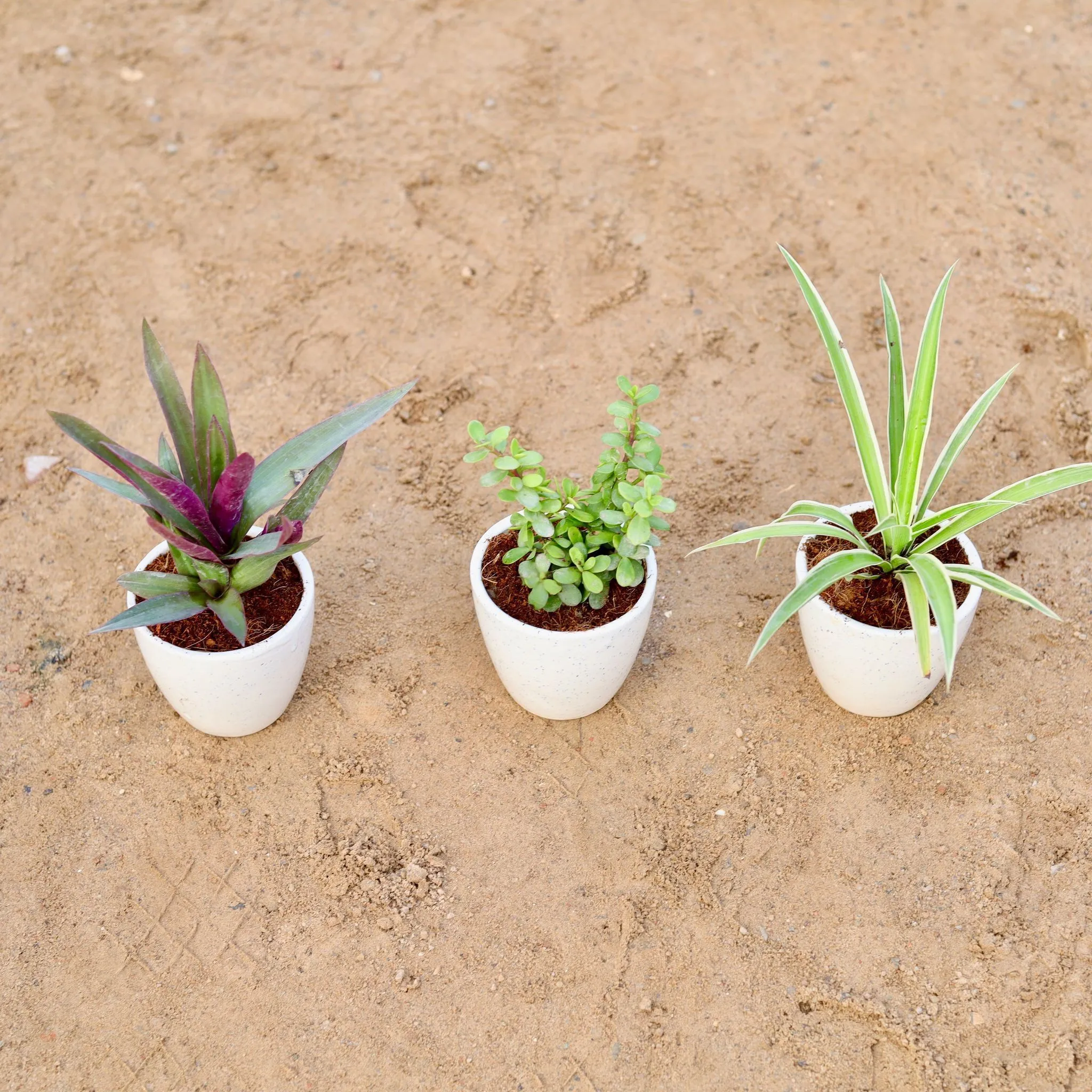 Set of 3 - Spider, Rhoeo / Durangi & Bangalorey Jade in 4 Inch Classy White Cup Ceramic Pot