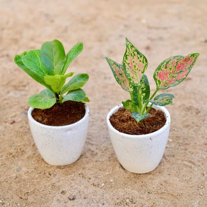 Buy Set of 2 - Fiddle Leaf Fig / Ficus Lyrata & Aglaonema Pink Dalmatian in 4 Inch Classy White Cup Ceramic Pot Online | Urvann.com