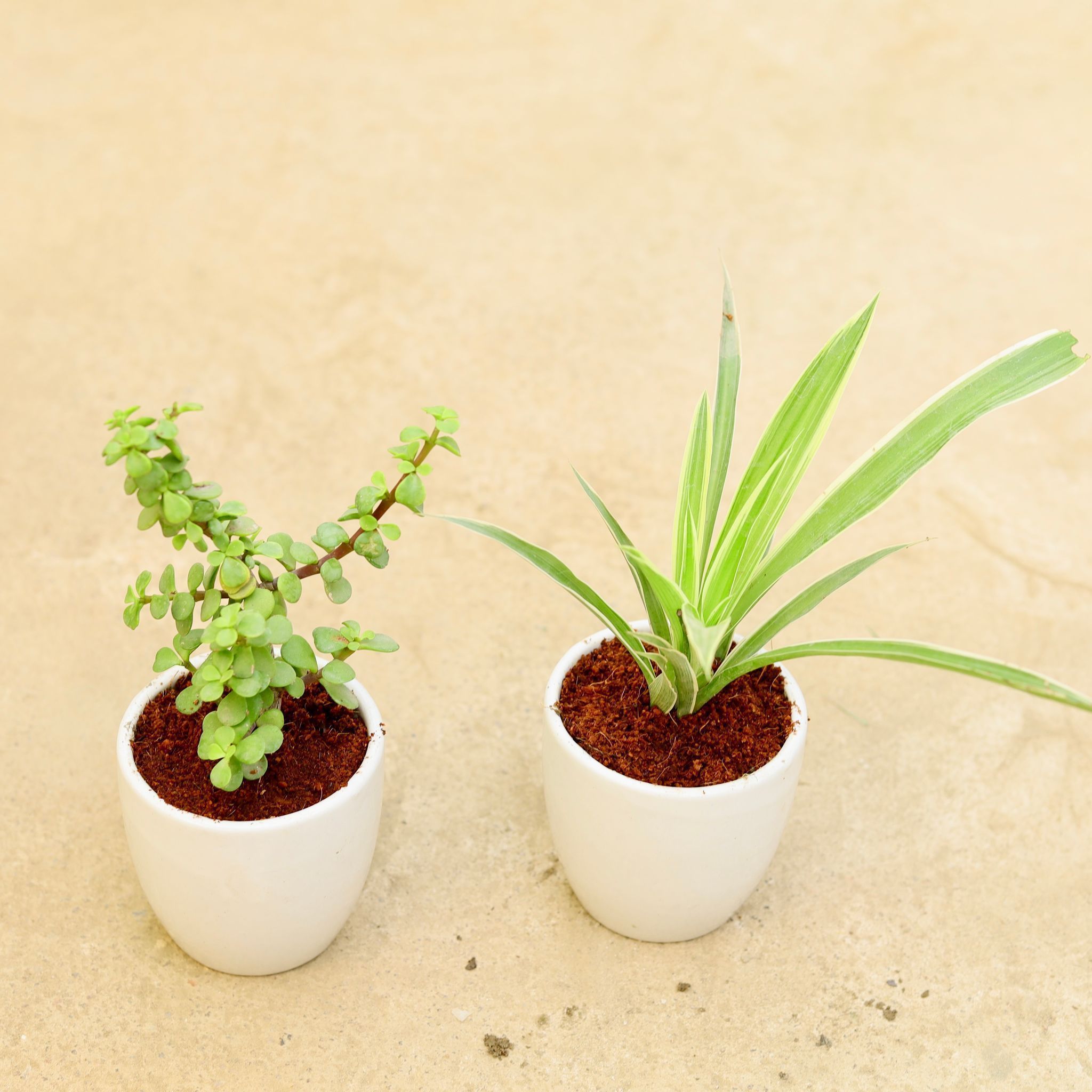 Set of 2 - Spider & Jade in 4 Inch Classy White Cup Ceramic Pot