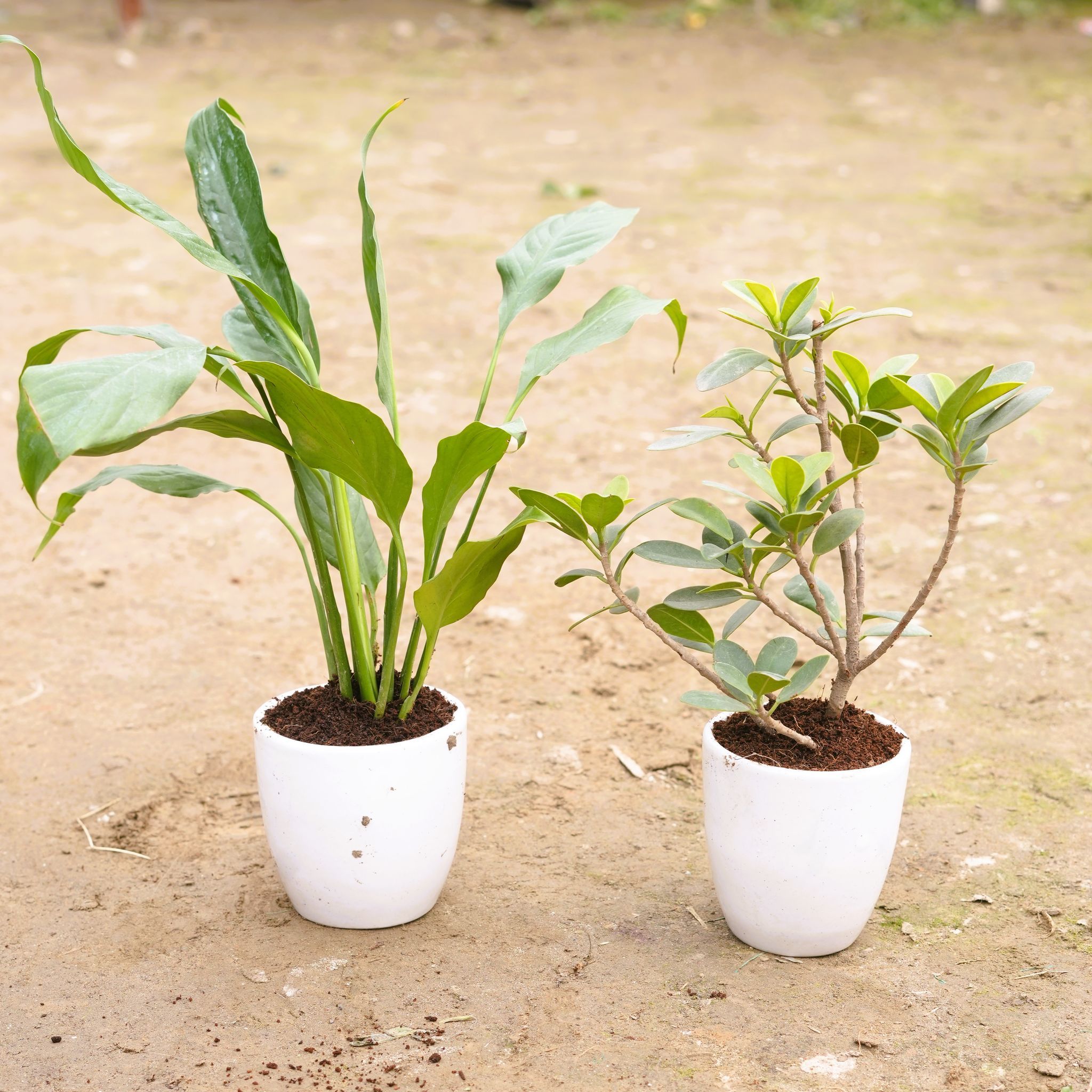 Set of 2 - Peace Lily & Ficus Long Island in 4 Inch Classy White Cup Ceramic Pot