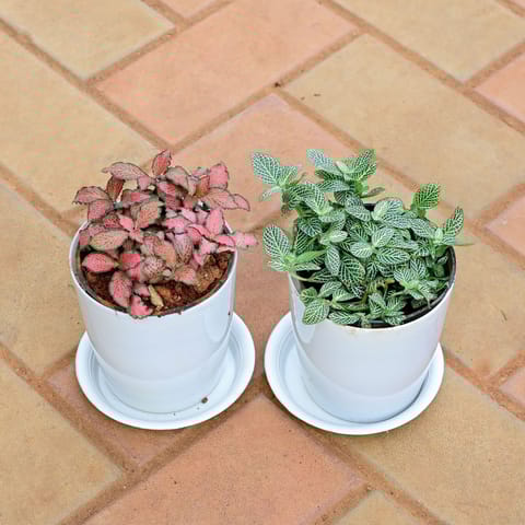 Set of 2 - Fittonia (Red & Green) in 5 Inch White Premium Sphere Plastic Pot with Tray