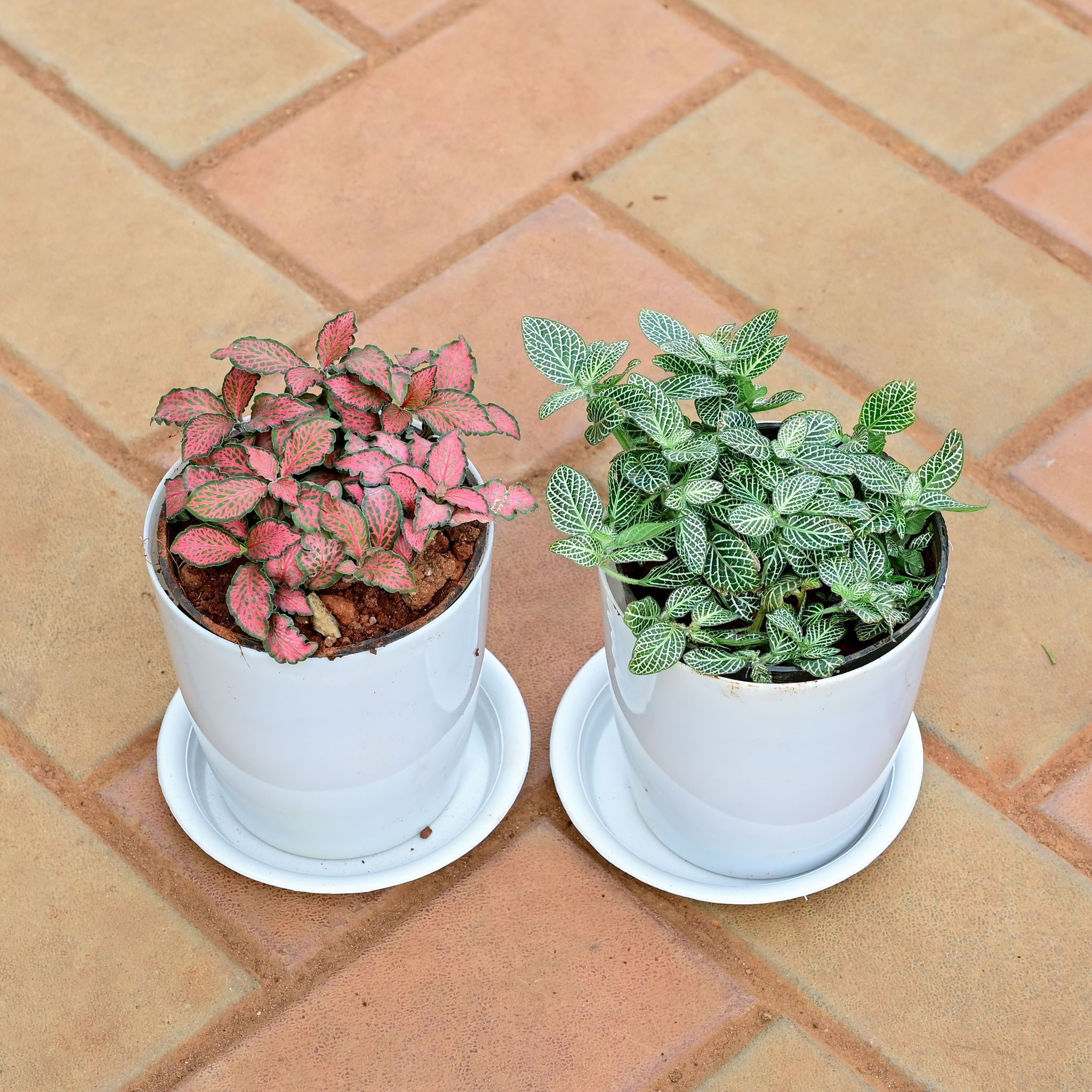 Set of 2 - Fittonia (Red & Green) in 5 Inch White Premium Sphere Plastic Pot with Tray