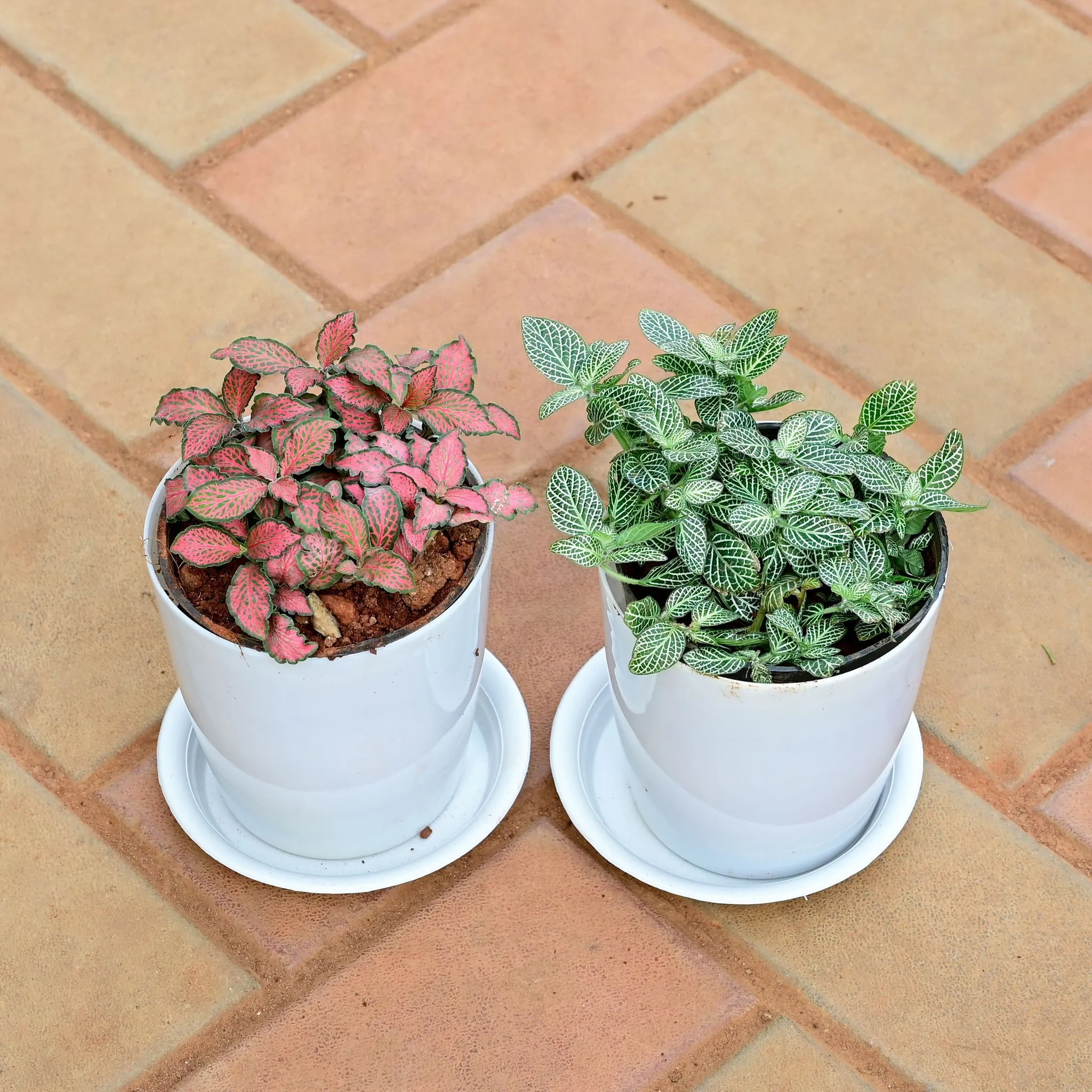 Set of 2 - Fittonia (Red & Green) in 5 Inch White Premium Sphere Plastic Pot with Tray