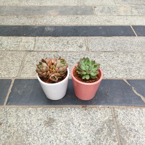 Set of 2 - Echeveria elegans & Echeveria Apus Succulent in 3 inch Classy Glass Ceramic Pot (any colour)