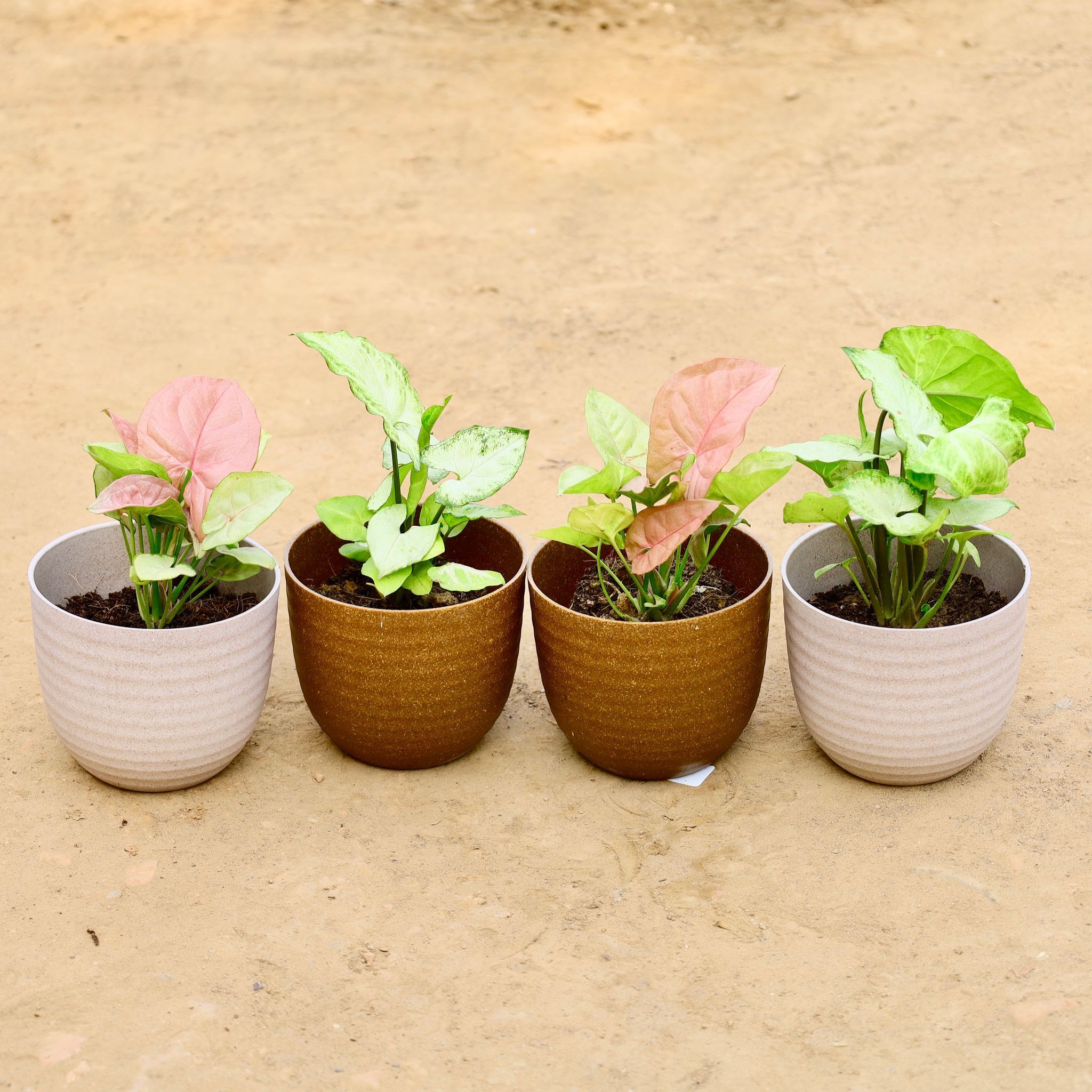 Set of 4 - Syngonium (White, Green, Pink & Golden) in 4 Inch Recycled Rooster Planter