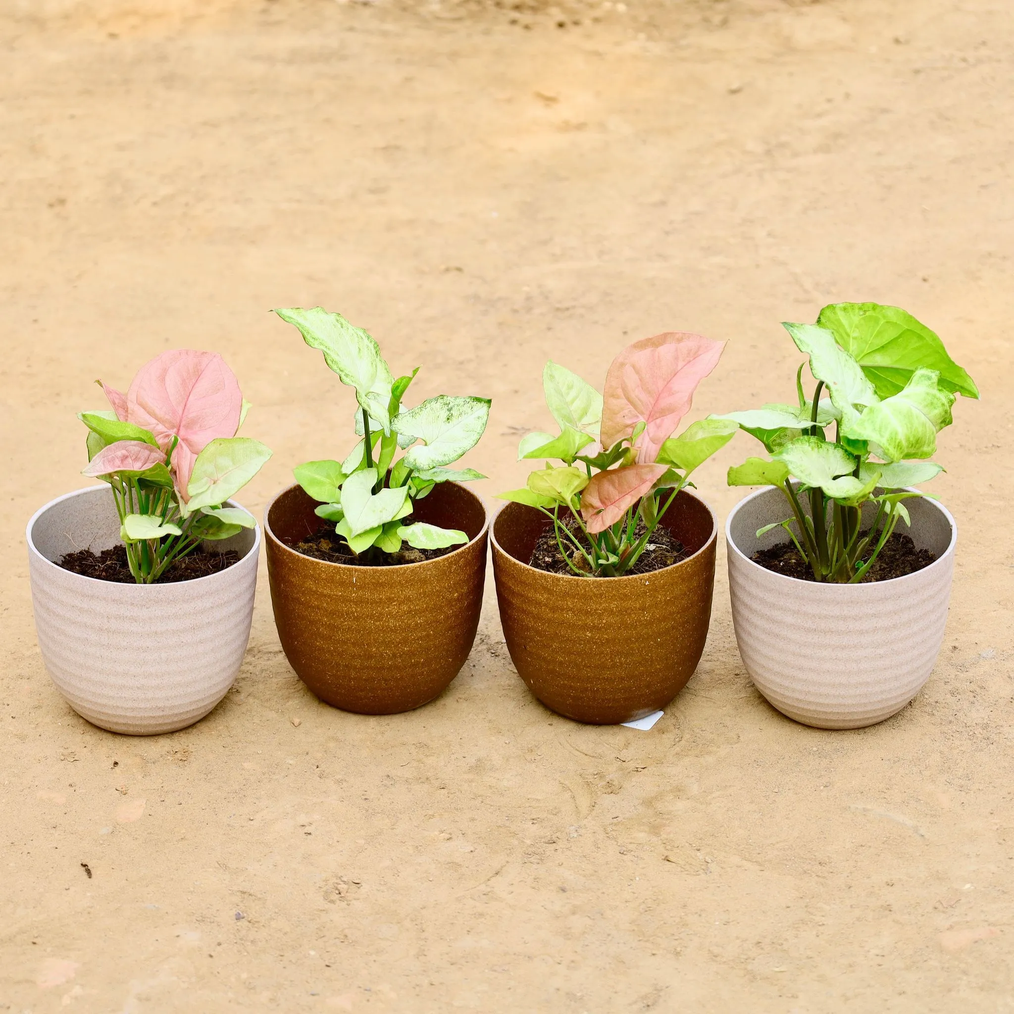 Set of 4 - Syngonium (White, Green, Pink & Golden) in 4 Inch Recycled Rooster Planter