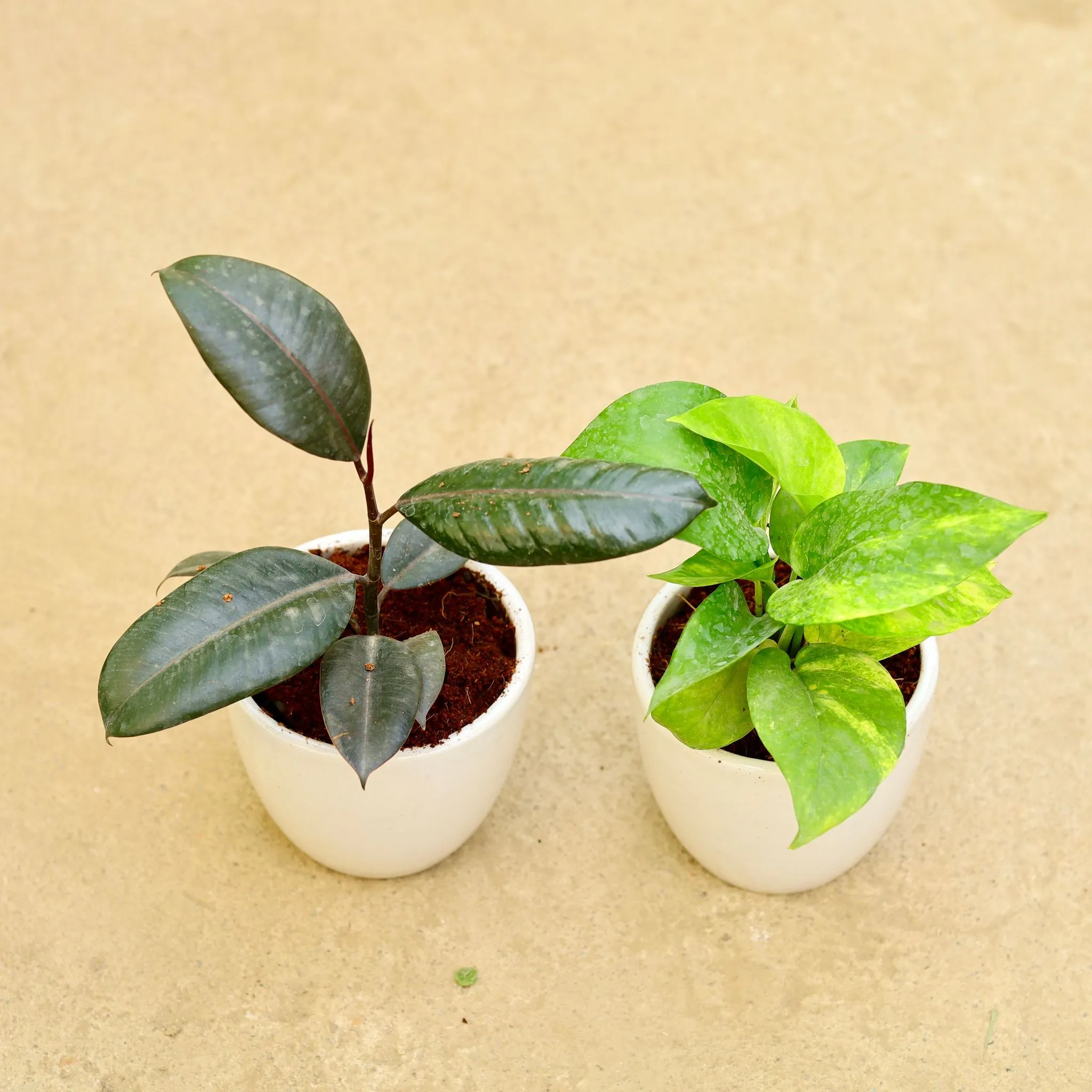 Set of 2 - Rubber Green & Money Plant Green in 4 Inch Classy White Cup Ceramic Pot