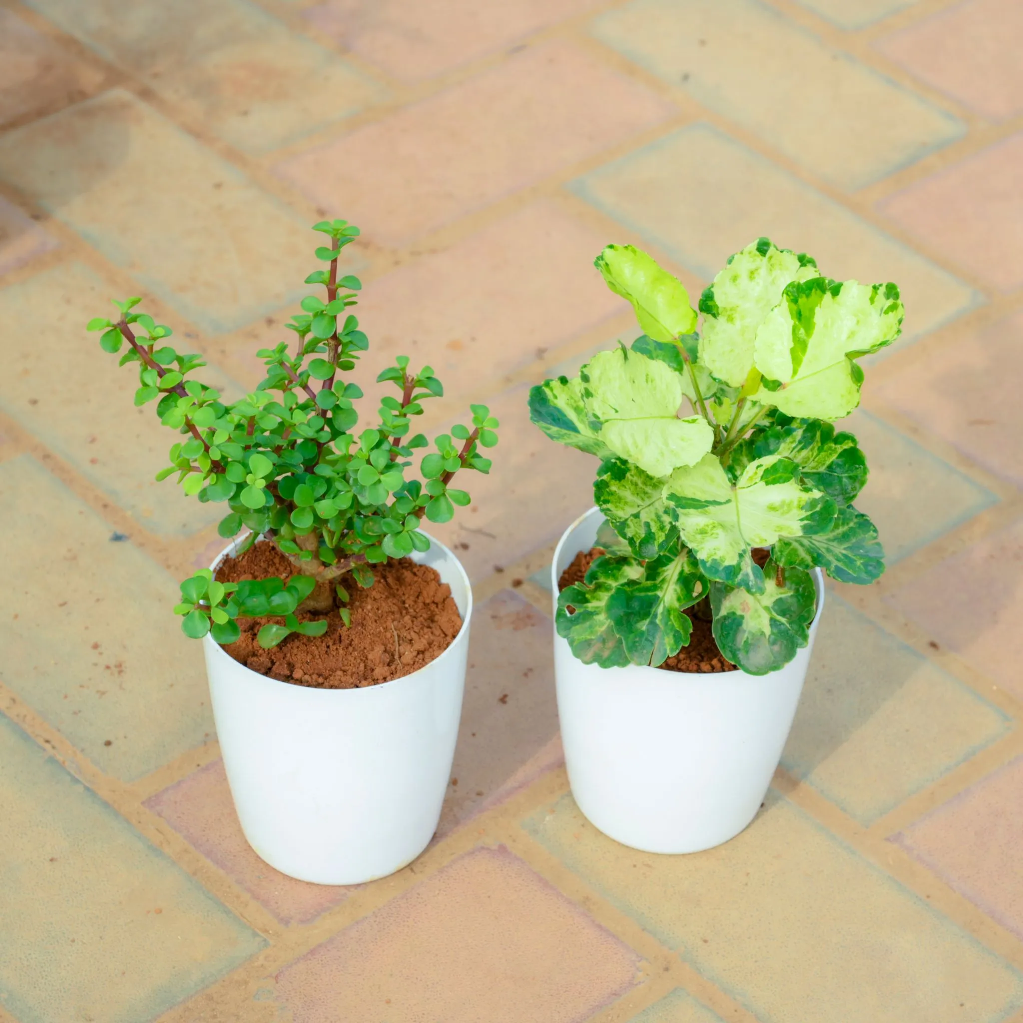 Set Of 2 - Aralia Green White & Jade in 5 Inch White Premium Sphere Plastic Pot