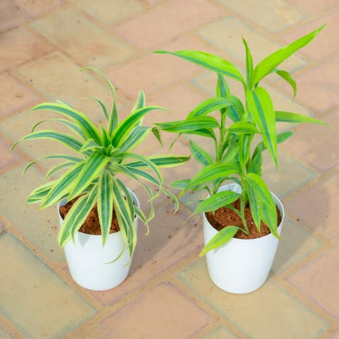 Set Of 2 - Song Of India & Soil Bamboo in 5 Inch Live Fresh Plant White Premium Sphere Plastic Pot in Mohan Nagar