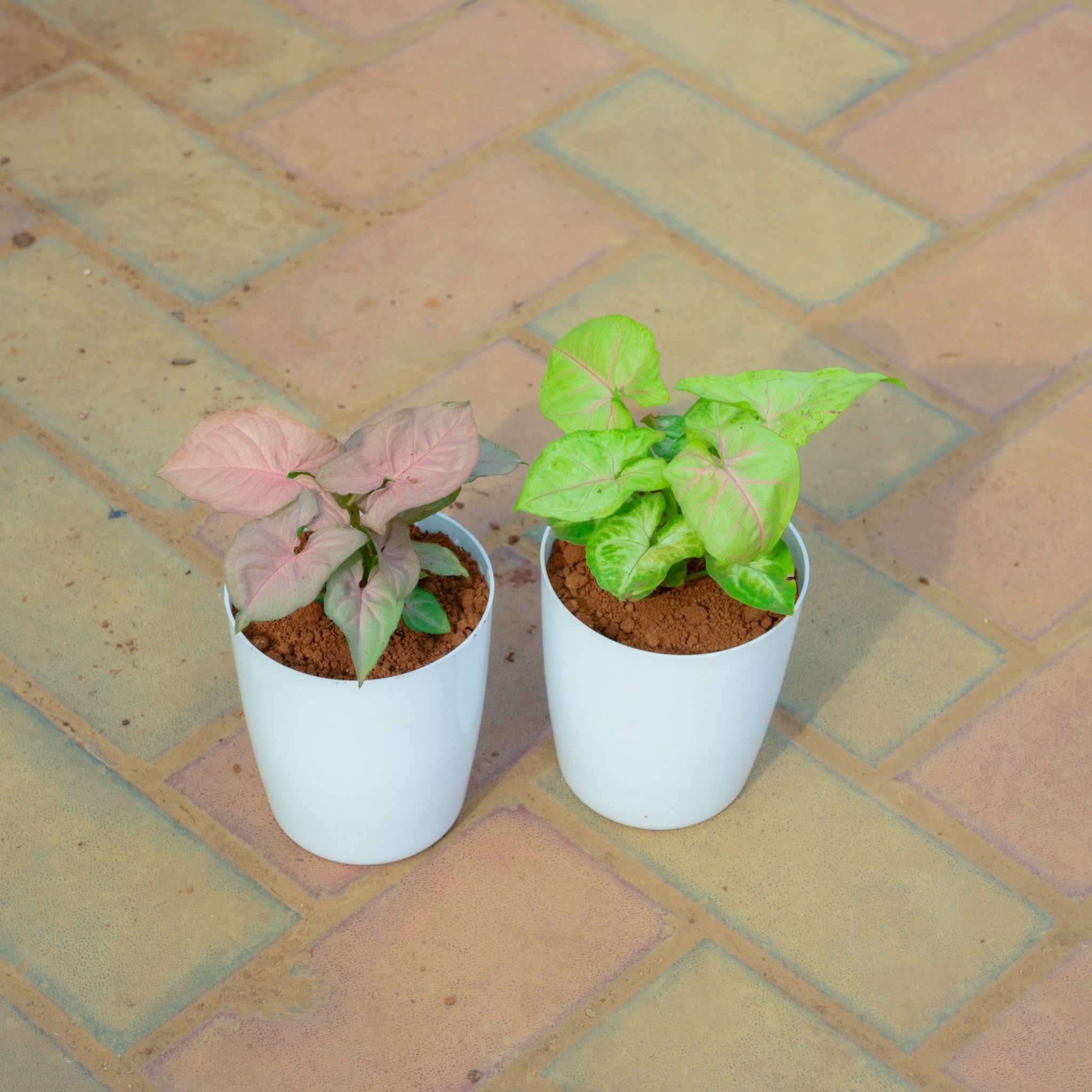 Set Of 2 - Syngonium (Pink & White) in 5 Inch White Premium Sphere Plastic Pot