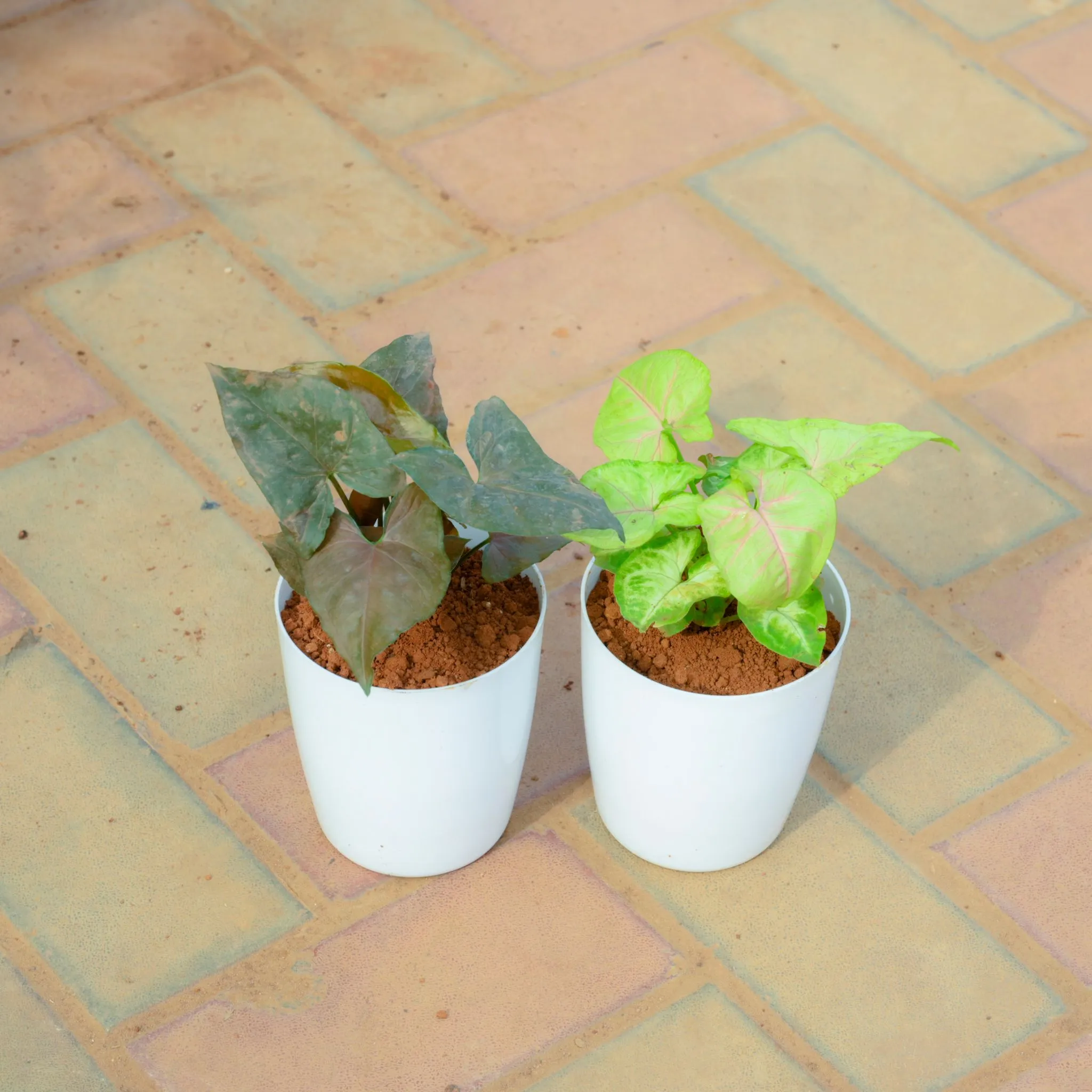 Set Of 2 - Syngonium (White & Black) in 5 Inch White Premium Sphere Plastic Pot