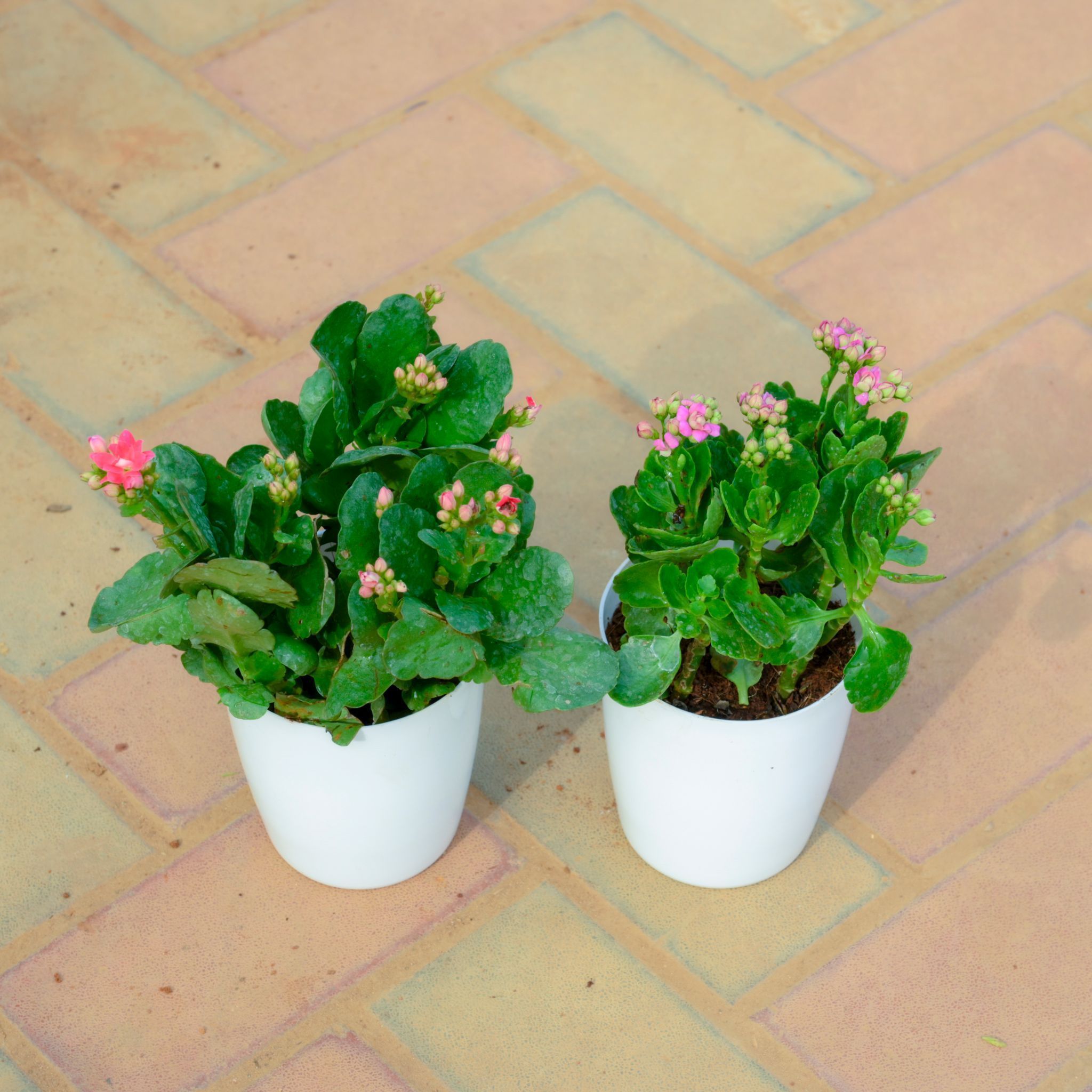 Set Of 2 - Kalanchoe Pink Succulent in 5 Inch White Premium Sphere Plastic Pot