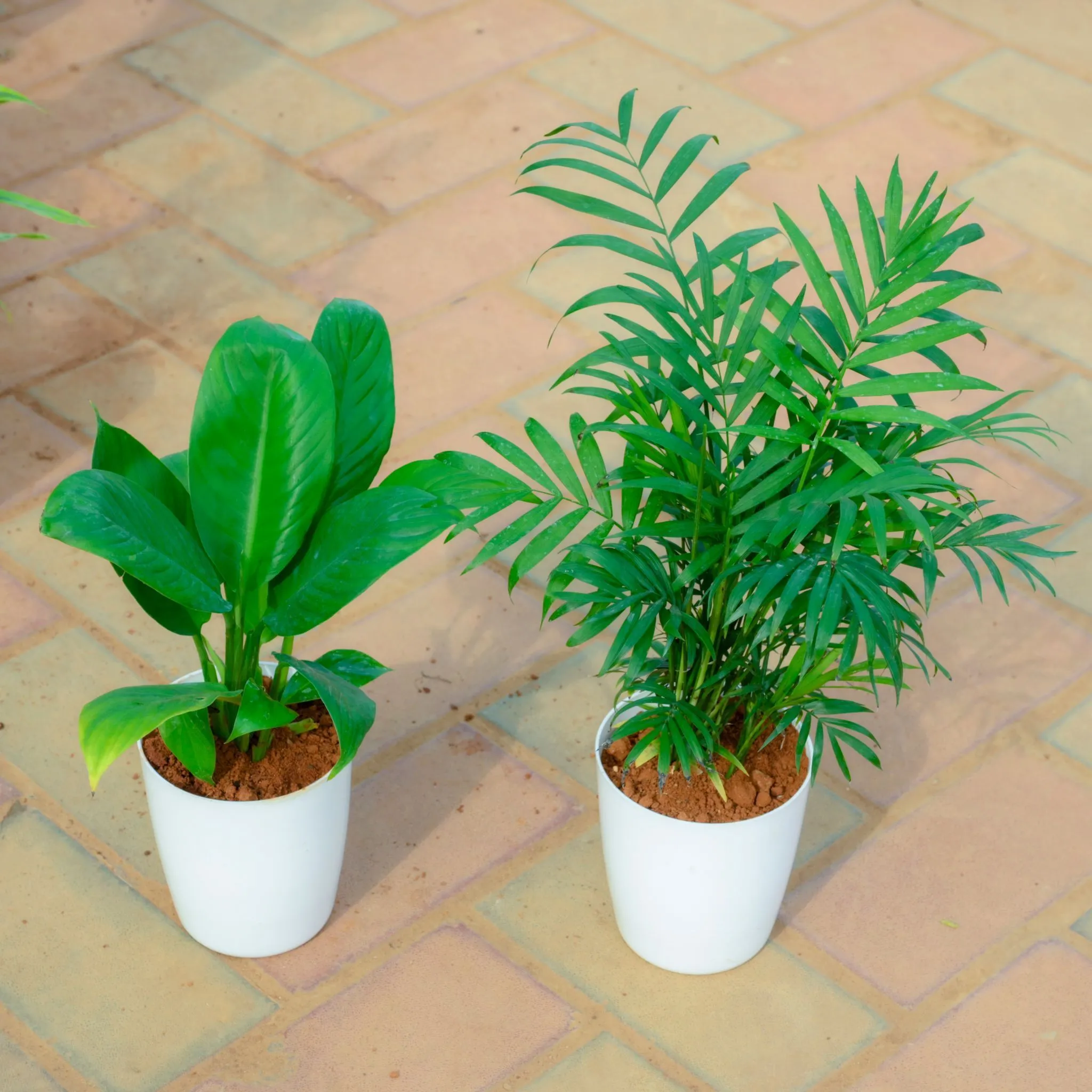 Set Of 2 - Peace Lily & Chamaedorea Palm in 5 Inch White Premium Sphere Plastic Pot