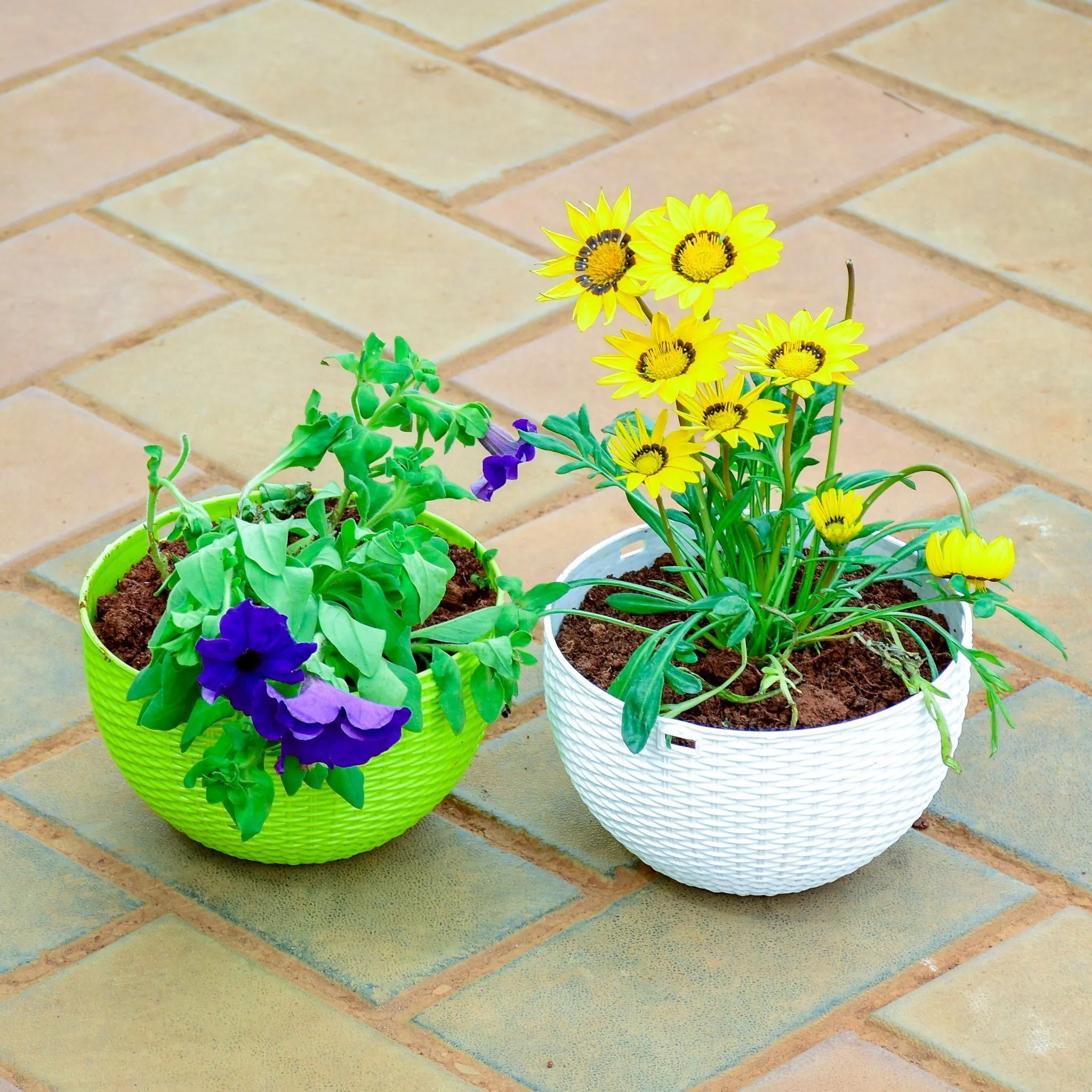 Set of 2 - Petunia Gazania Purple Yellow in 5 Inch Premium Euro Plastic Hanging Basket (Any Colour)