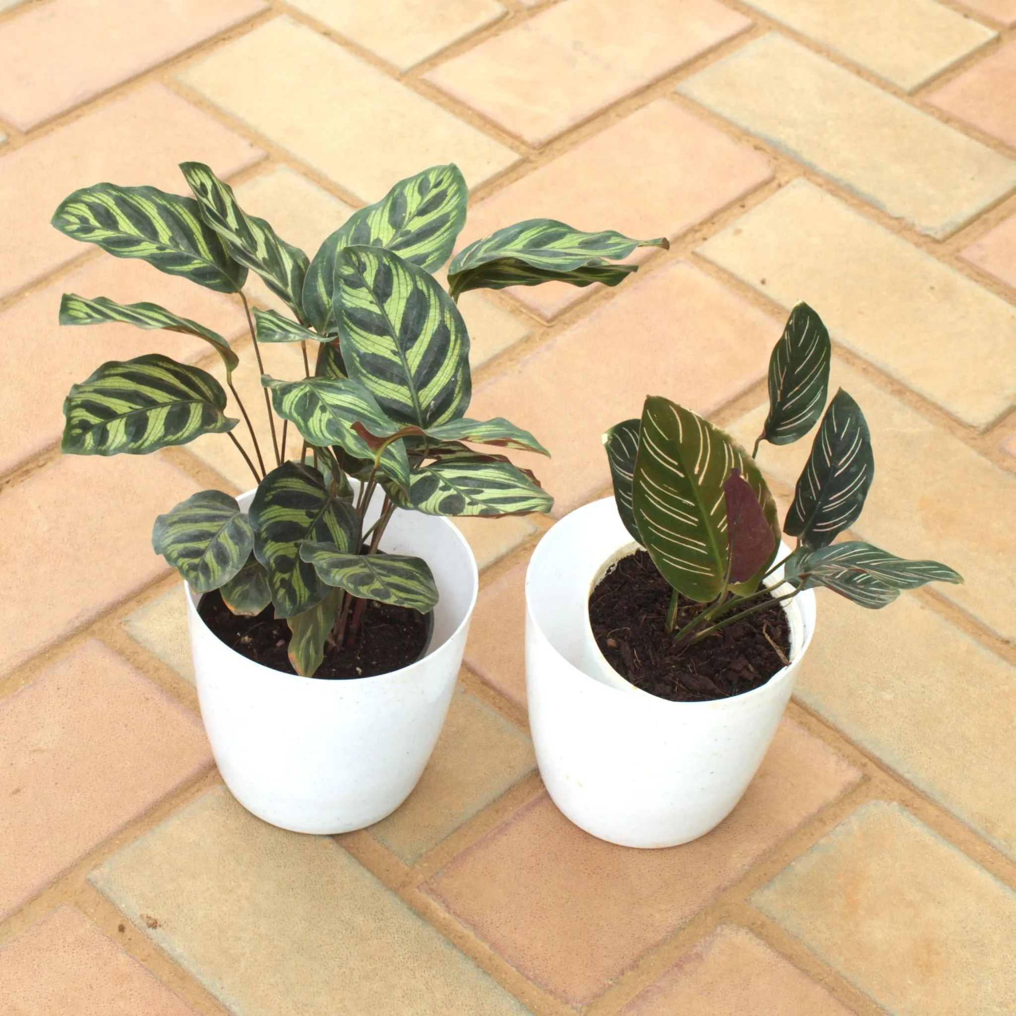 Set of 2 - Calathea Maranta / Zebrina in 5 Inch White Premium Sphere Plastic Pot