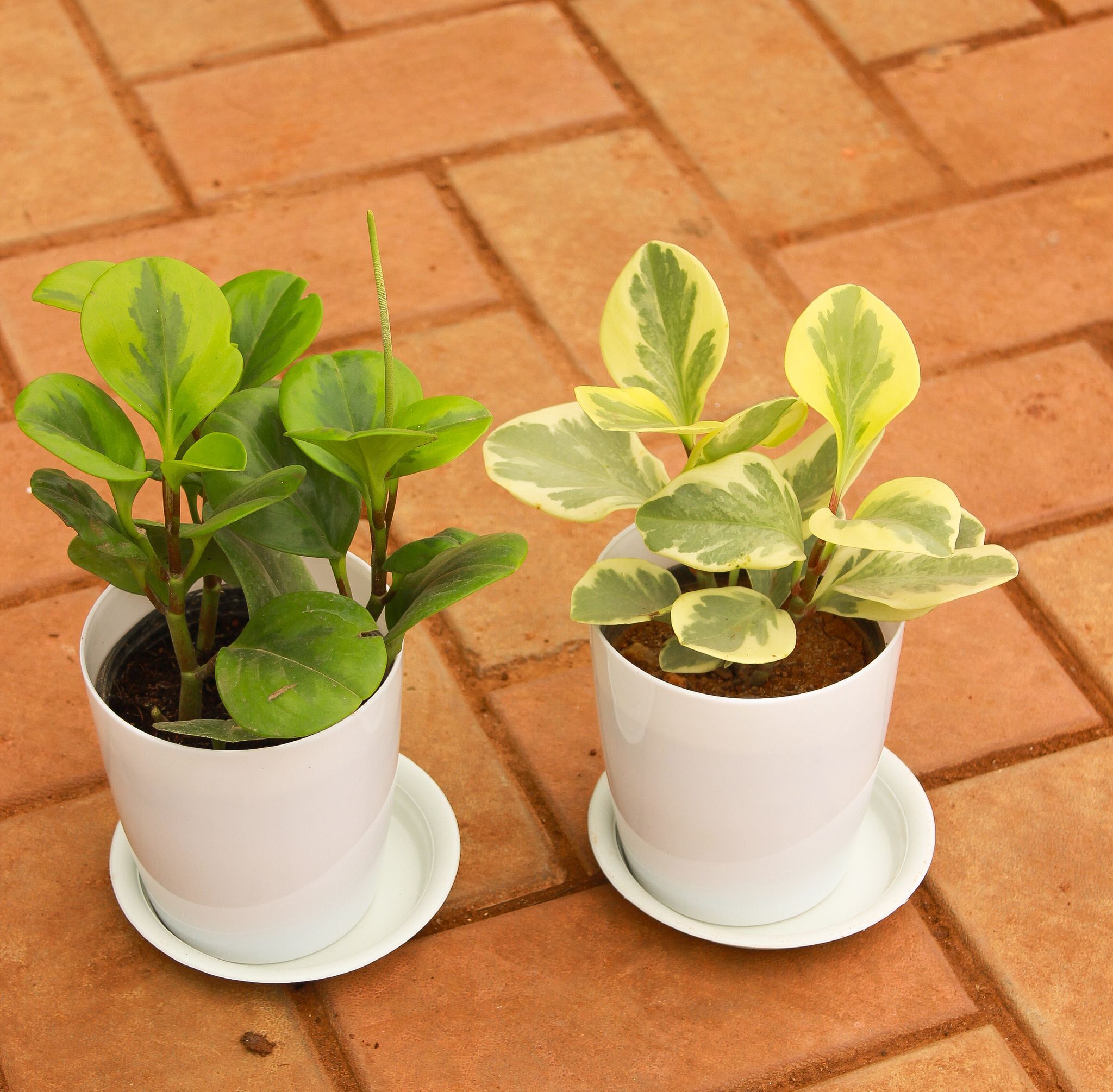 Set of 2 - Peperomia / Radiator Plant (Green & White-Green) in 5 Inch White Premium Sphere Plastic Pot With Tray