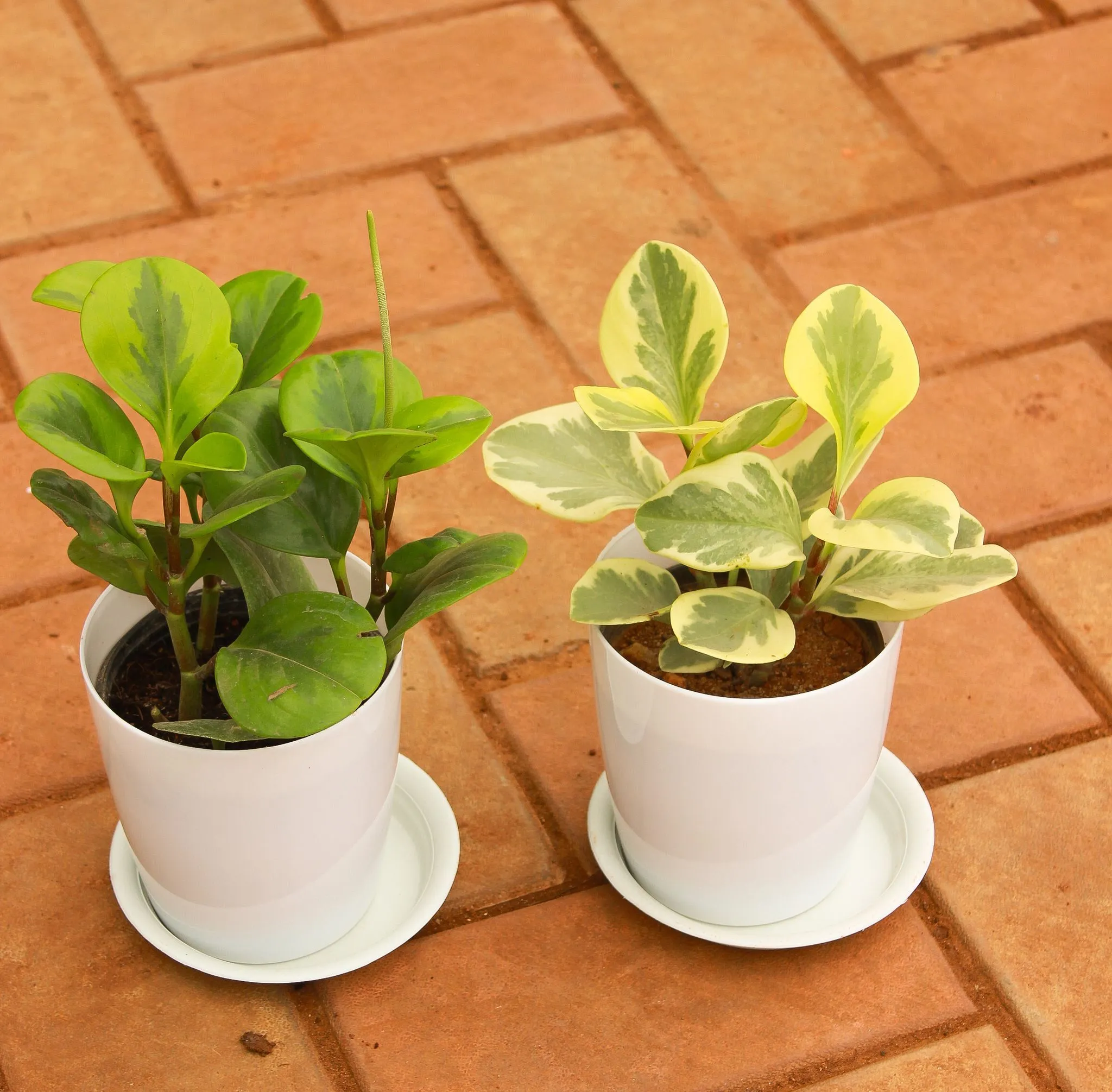 Set of 2 - Peperomia / Radiator Plant (Green & White-Green) in 5 Inch White Premium Sphere Plastic Pot With Tray