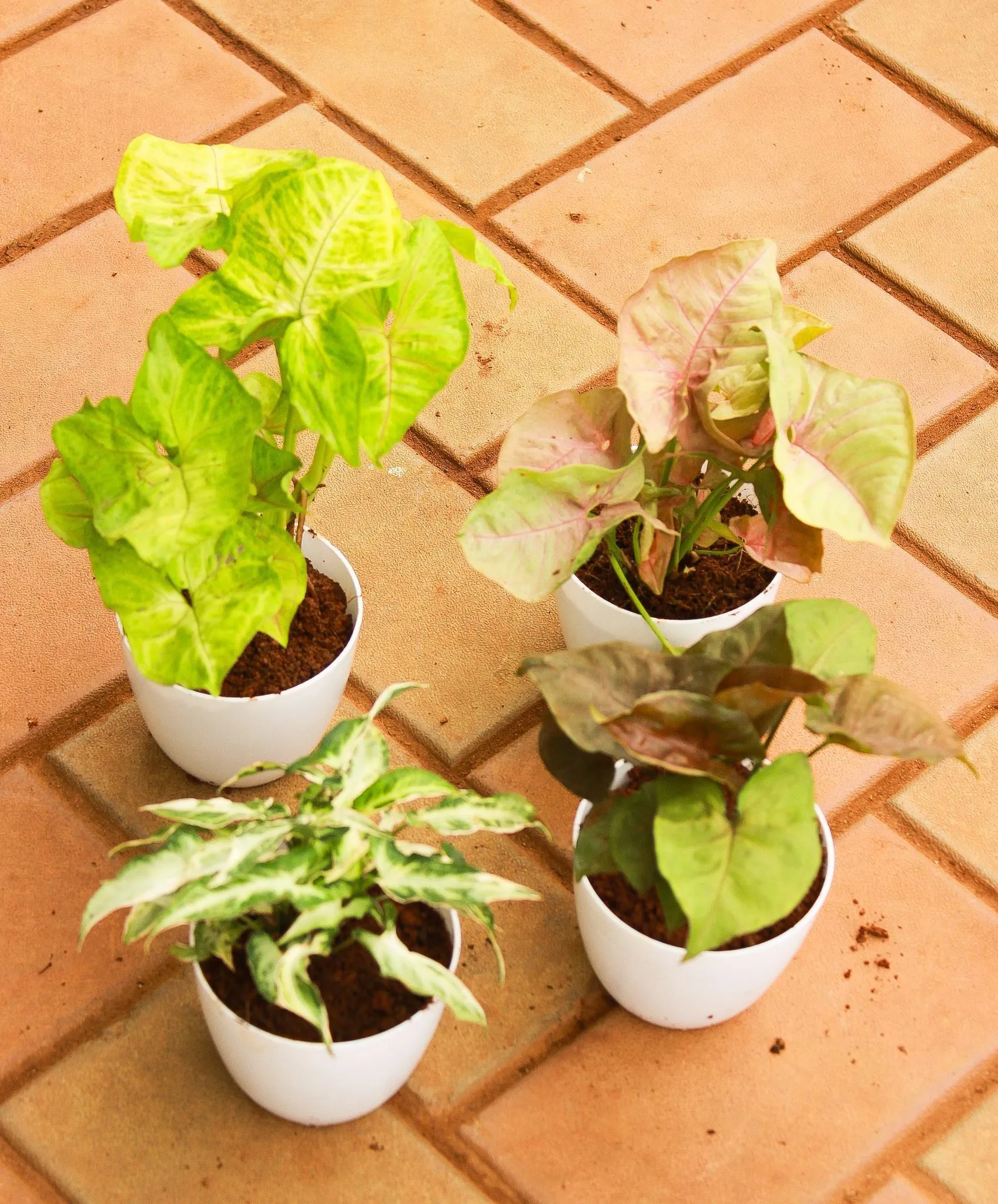Set of 4 - Syngonium (Yellow, Yami, Brown & Pink) in 4 Inch White Premium Sphere Plastic Pot